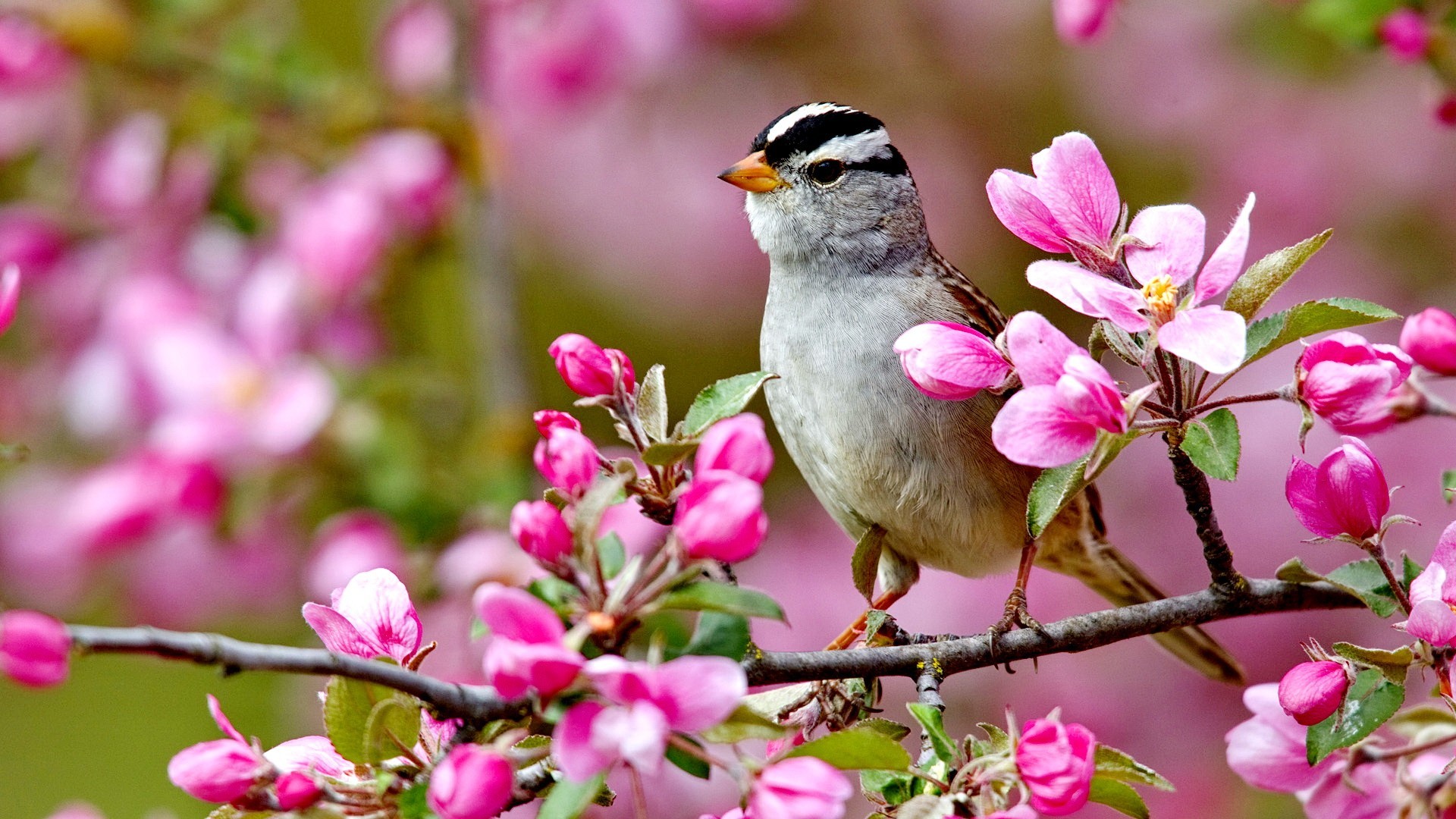 spring flowers and birds