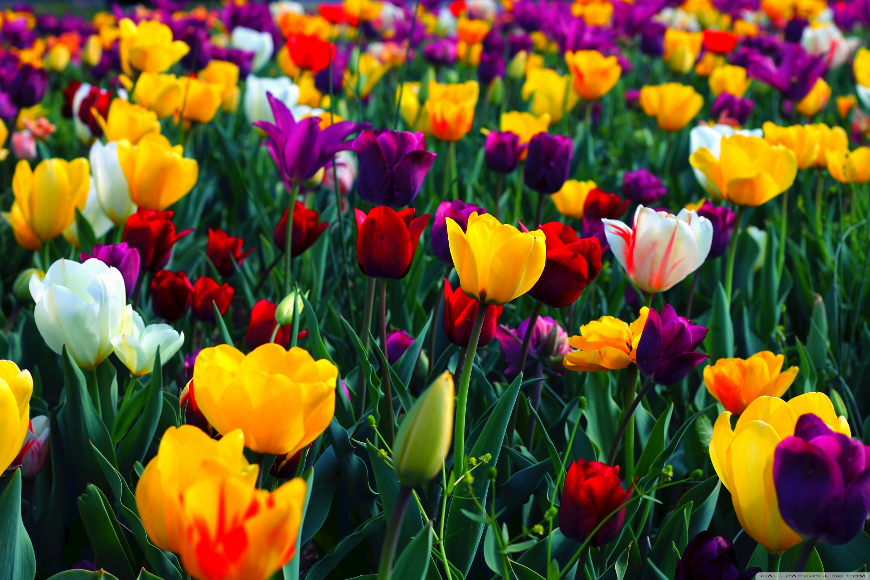 Colorful Flowers Ultra HD Desktop Background Wallpaper for: Multi Display, Dual Monitor, Tablet