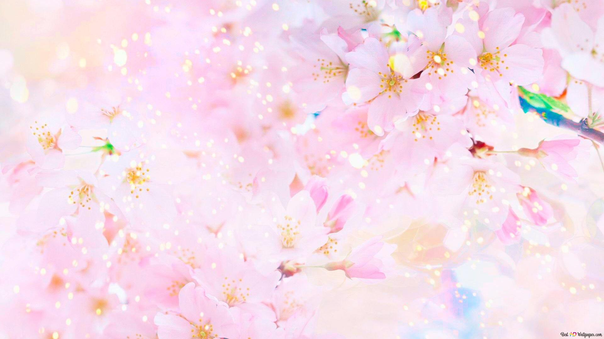 Nature Flowers Spring HD wallpaper download