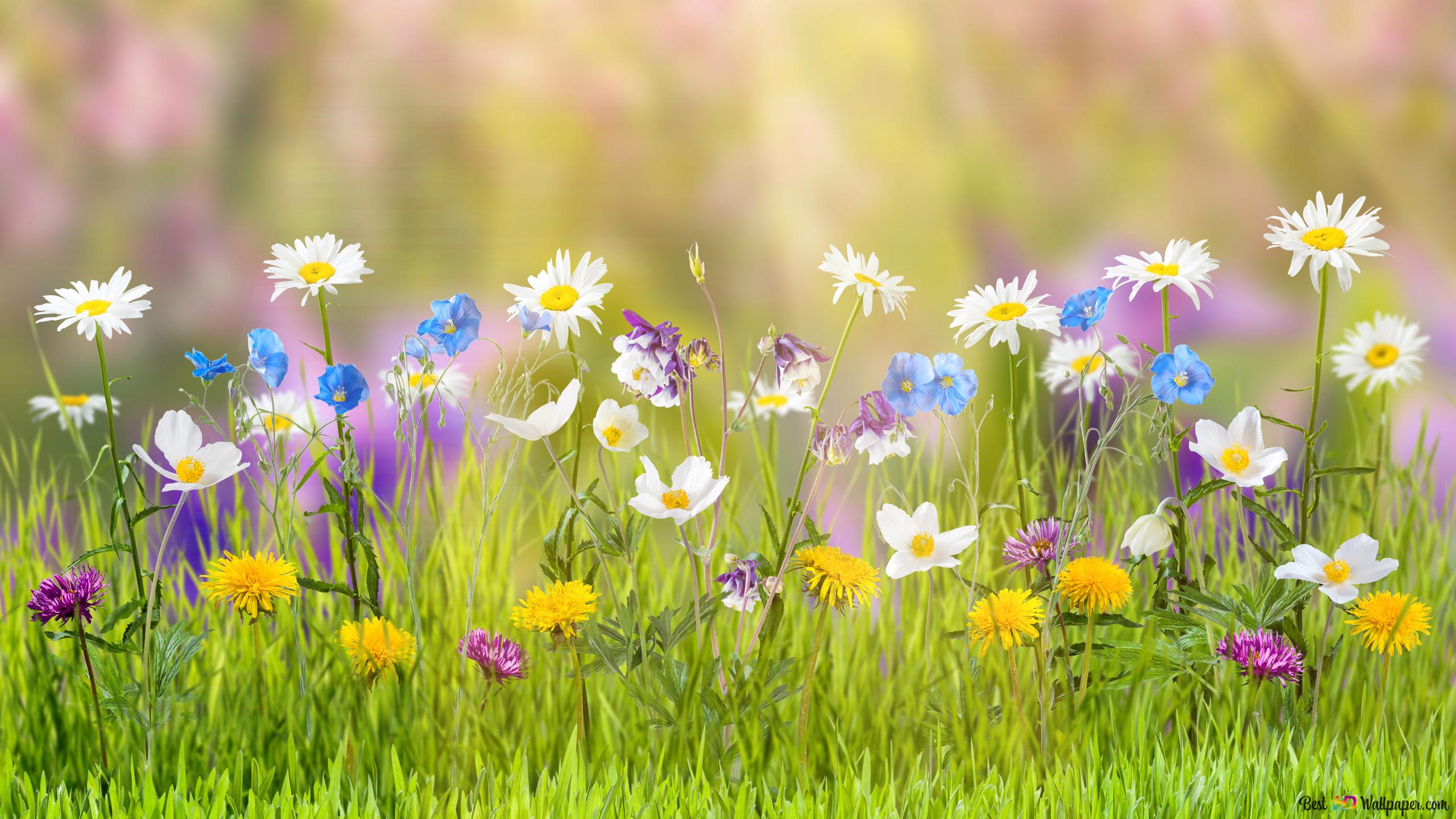 Cute colorful flowers blossoms in spring 4K wallpaper download