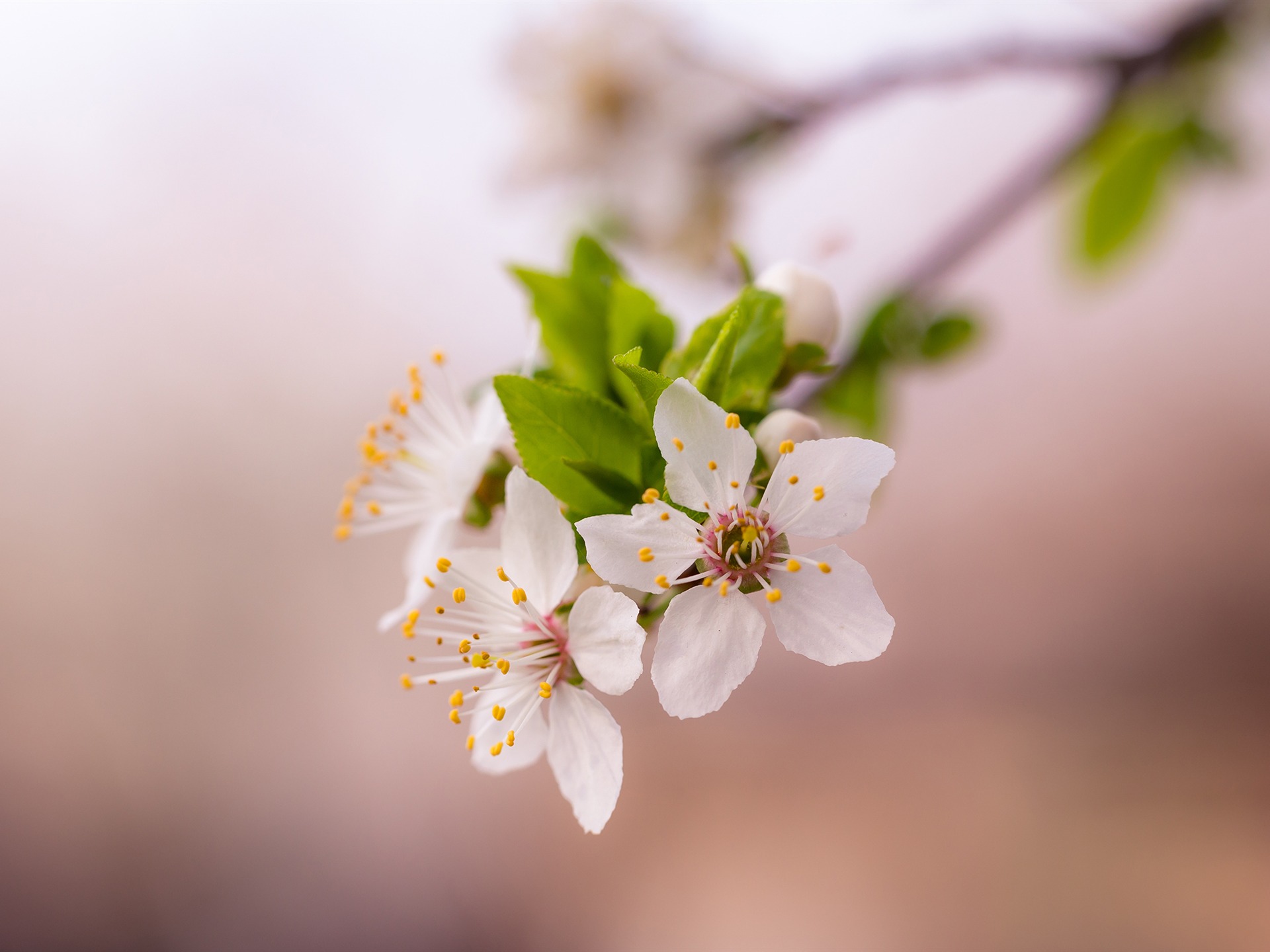 Spring Bloom Blooming Flower Nature HD Wallpaper