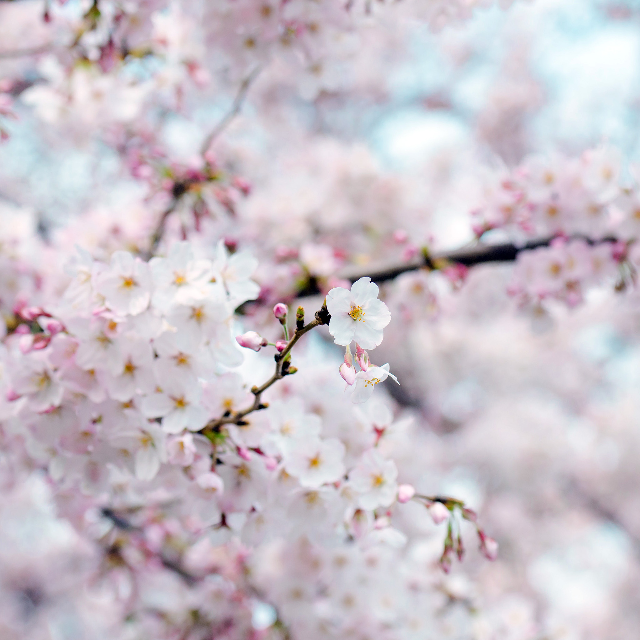 Cherry Blossom Flower Spring Tree Bokeh Nature Wallpaper