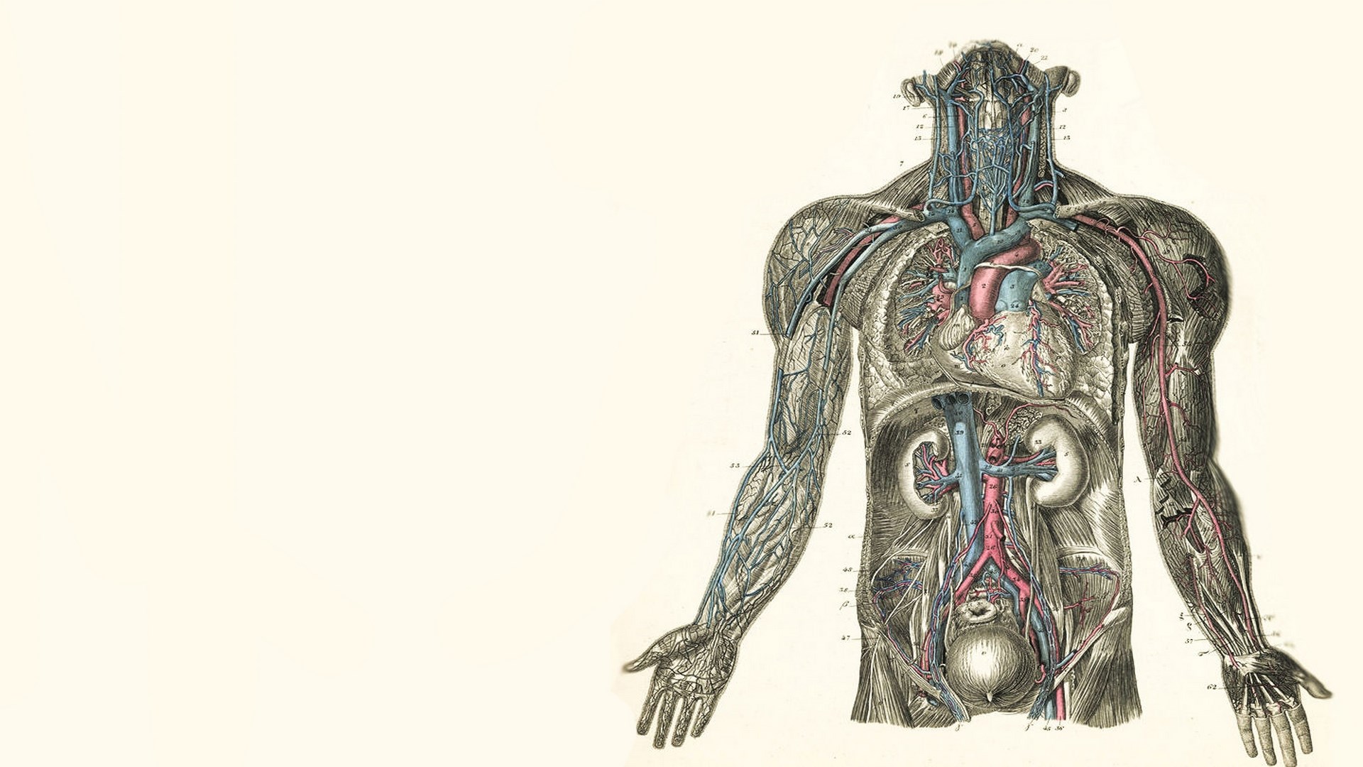 anatomy deskx1080 Gallery HD Wallpaper