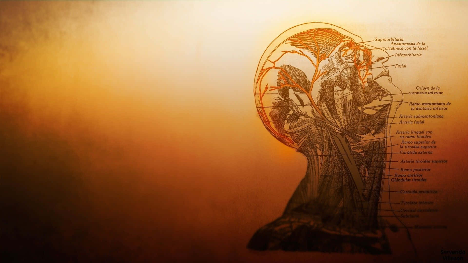 Download Orange Human Anatomy HD Medical Wallpaper