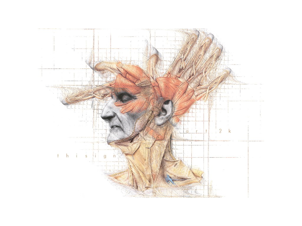 Wallpaper, drawing, illustration, cartoon, head, anatomy, medicine, ART, sketch, organ 1024x768