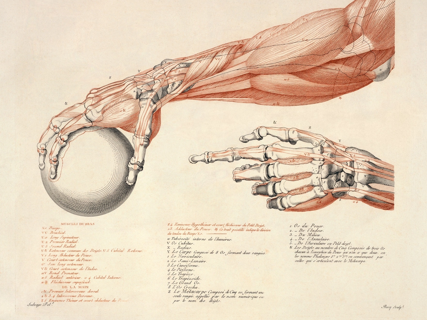 Artistic Anatomy HD Wallpaper and Background