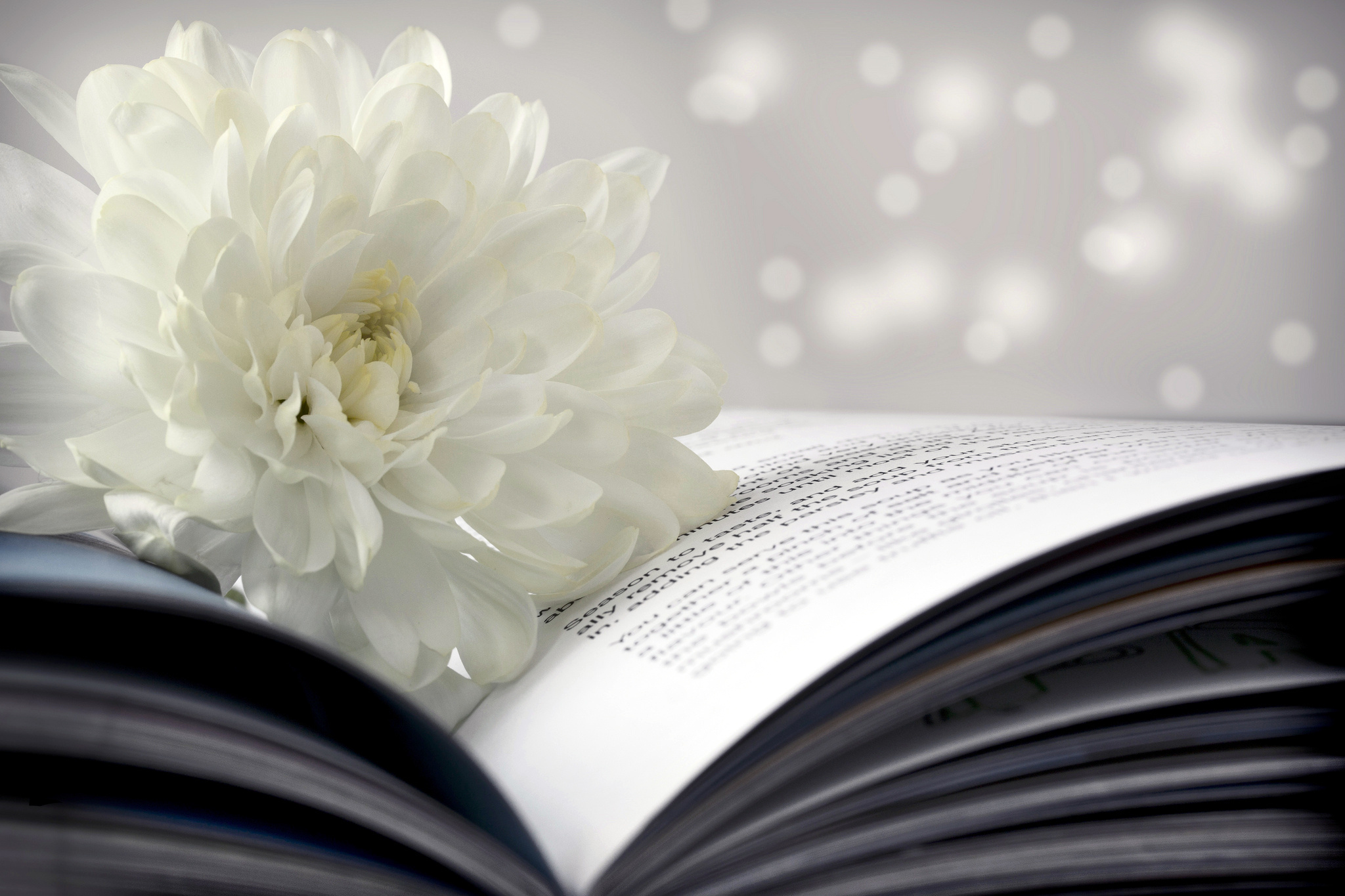 Flower chrysanthemum white book page bokeh wallpaperx1365