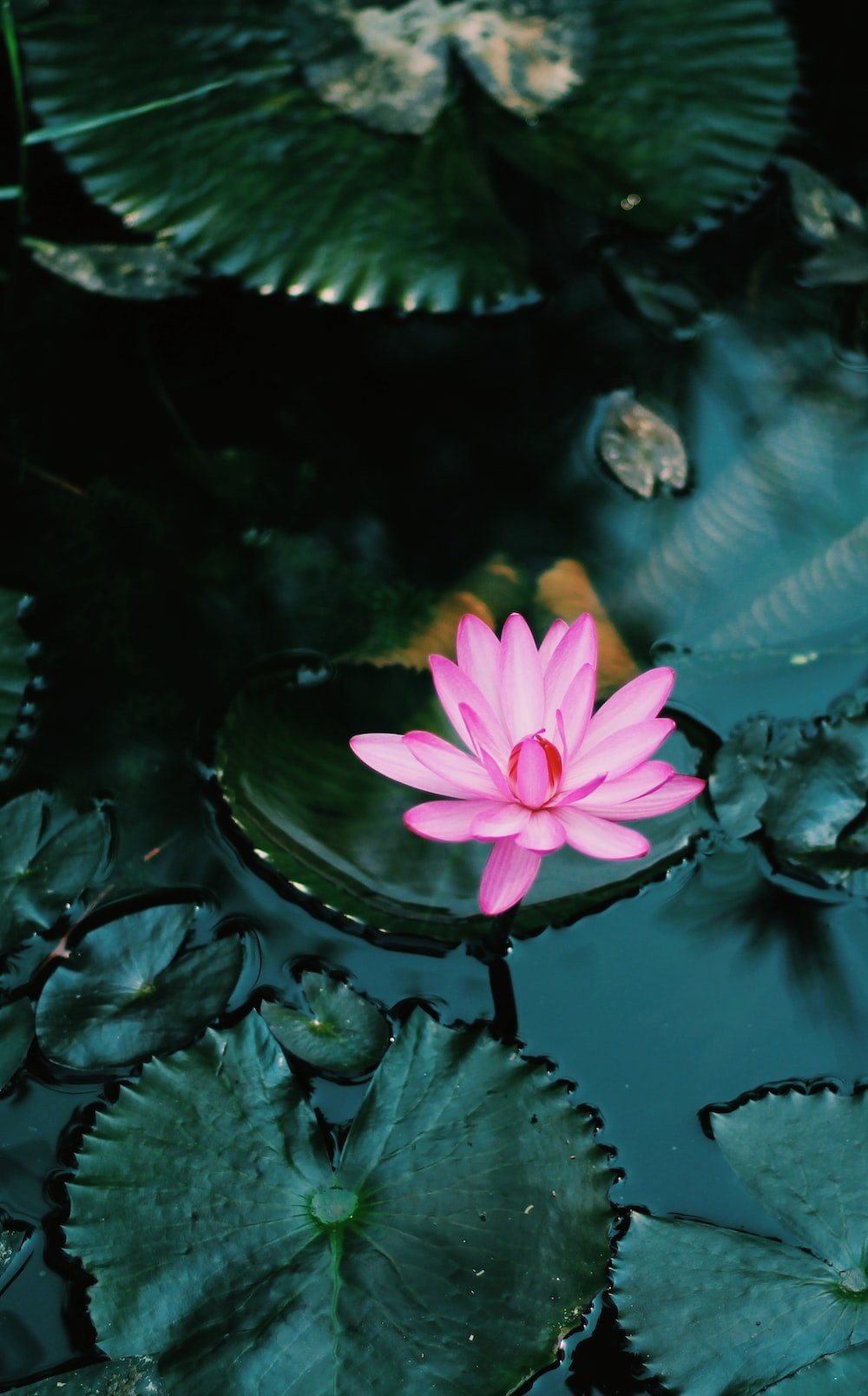 Flowers In Water Wallpapers - Wallpaper Cave