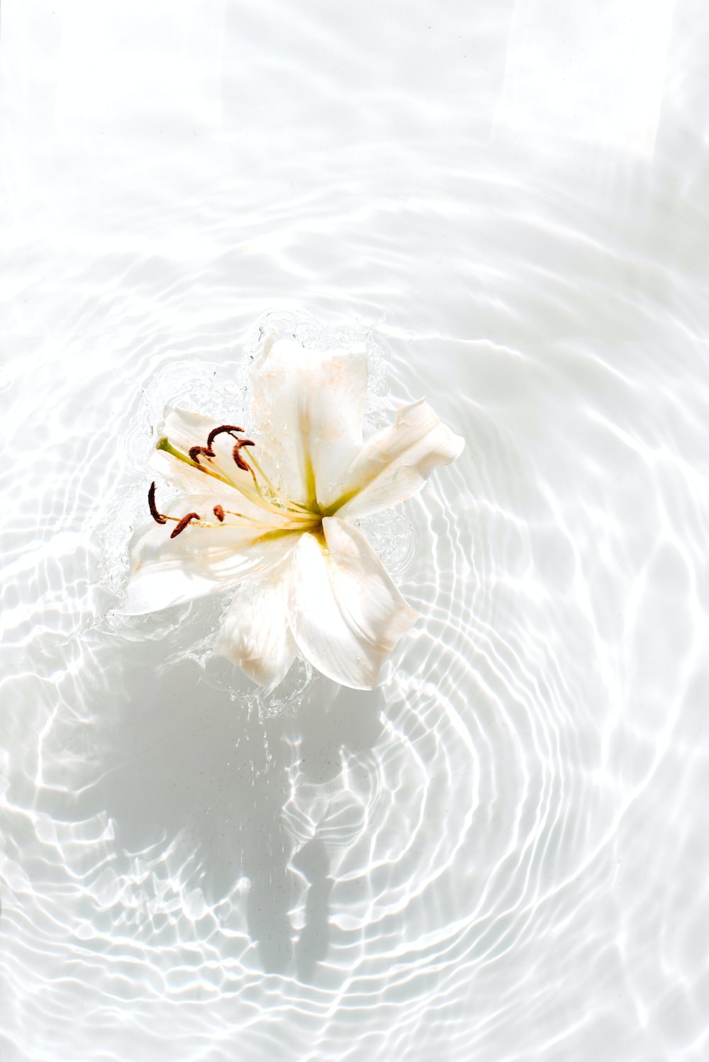 Water Flower Picture. Download Free Image