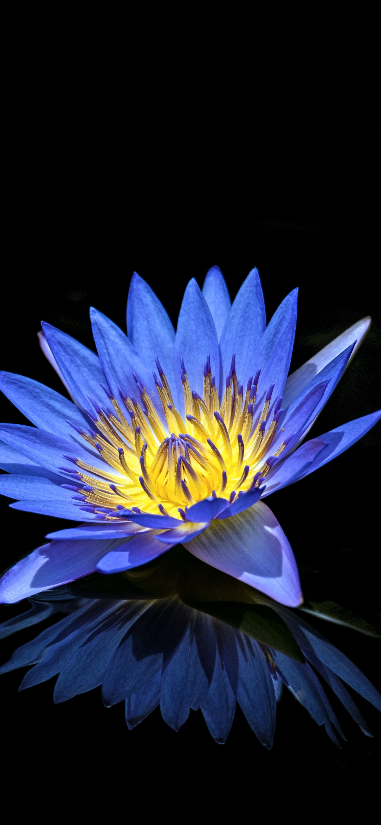 Water Lilly Wallpaper 4K, Blue flower, Flowers