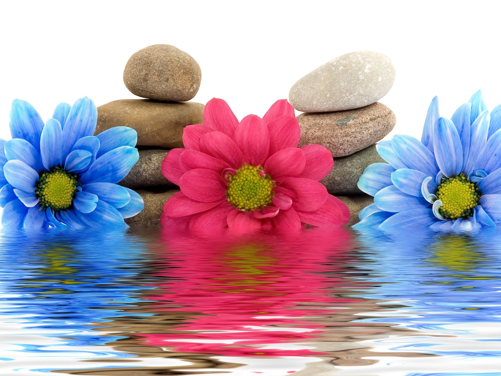 Wallpaper, flowers, water, reflection, rocks, petal, three, flowering plant, daisy family, flower bouquet 1600x1200