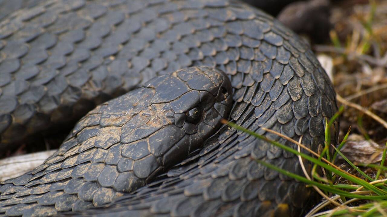 Tiger snake coils and heinously stings several times downing a man in minutes. DH Latest News, NEWS, International, Man dies, Tasmania, Tiger snake