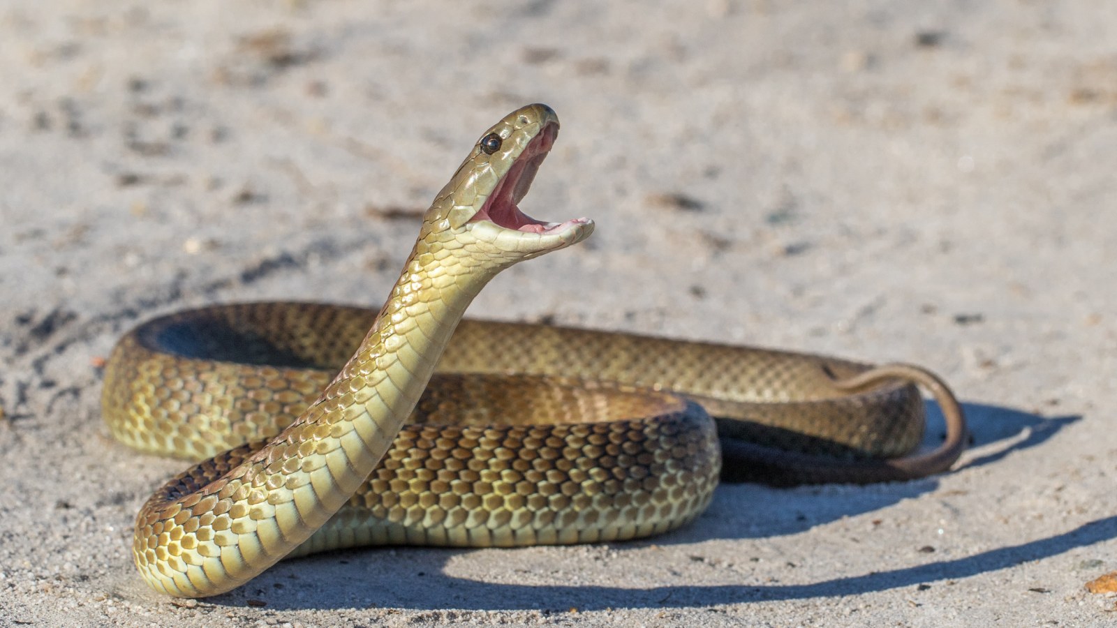 Boy Bitten by Tiger Snake Hospitalized for 3 Days, Given Antivenom