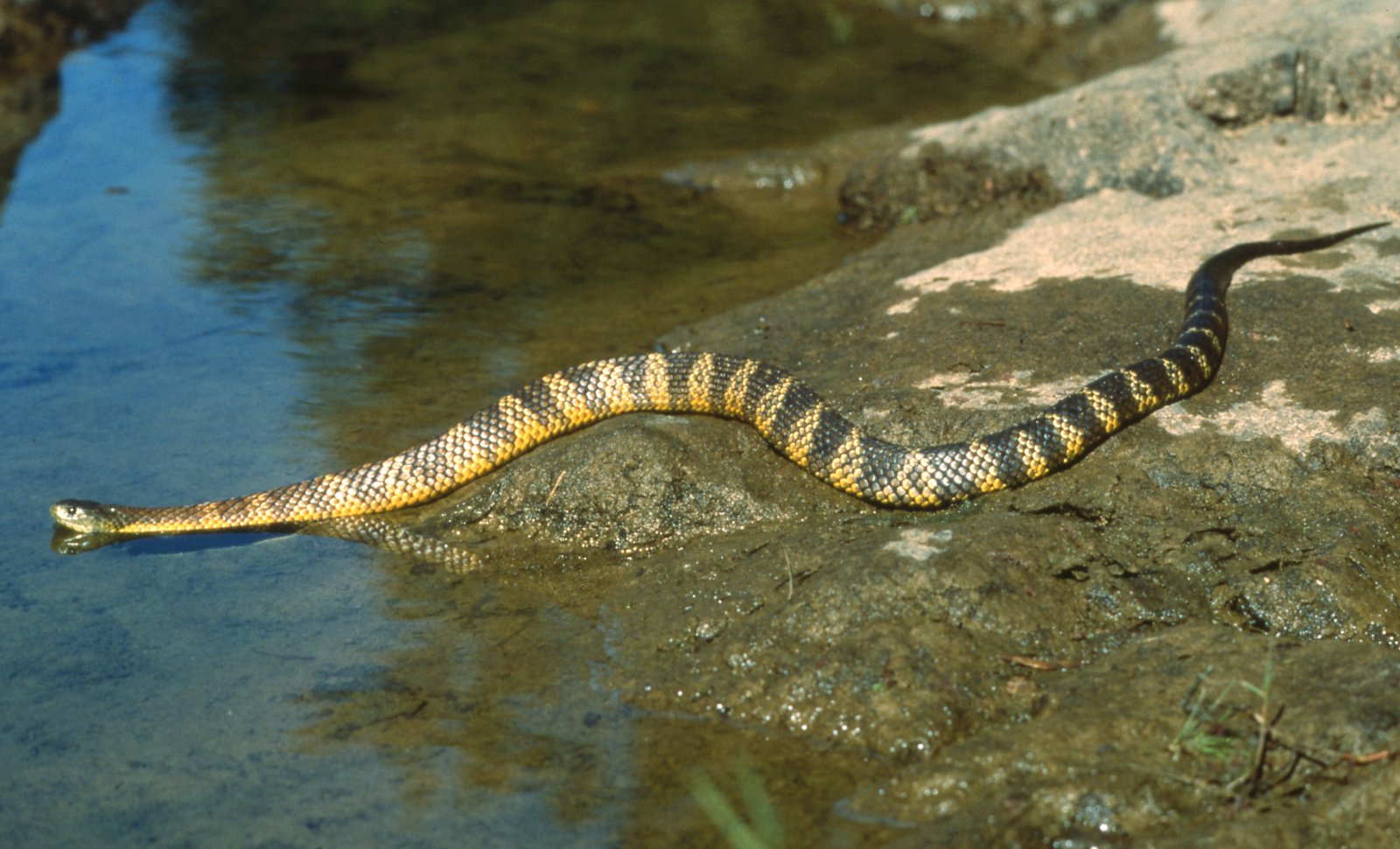 Tiger Snake Wallpapers - Wallpaper Cave