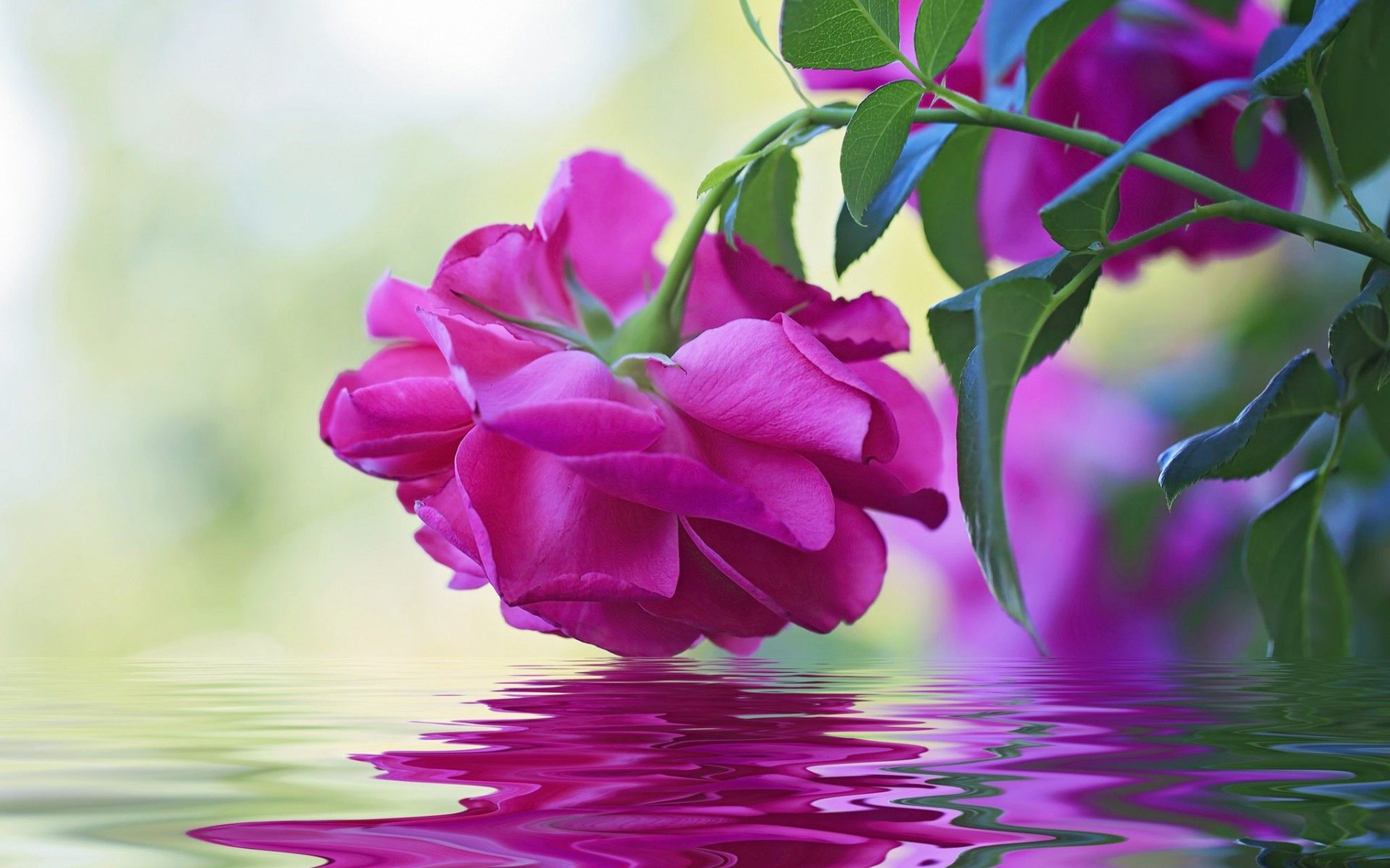 Beautiful Flower Pink Rose Green Leaves Reflection In Water Wallpaper HD, Wallpaper13.com