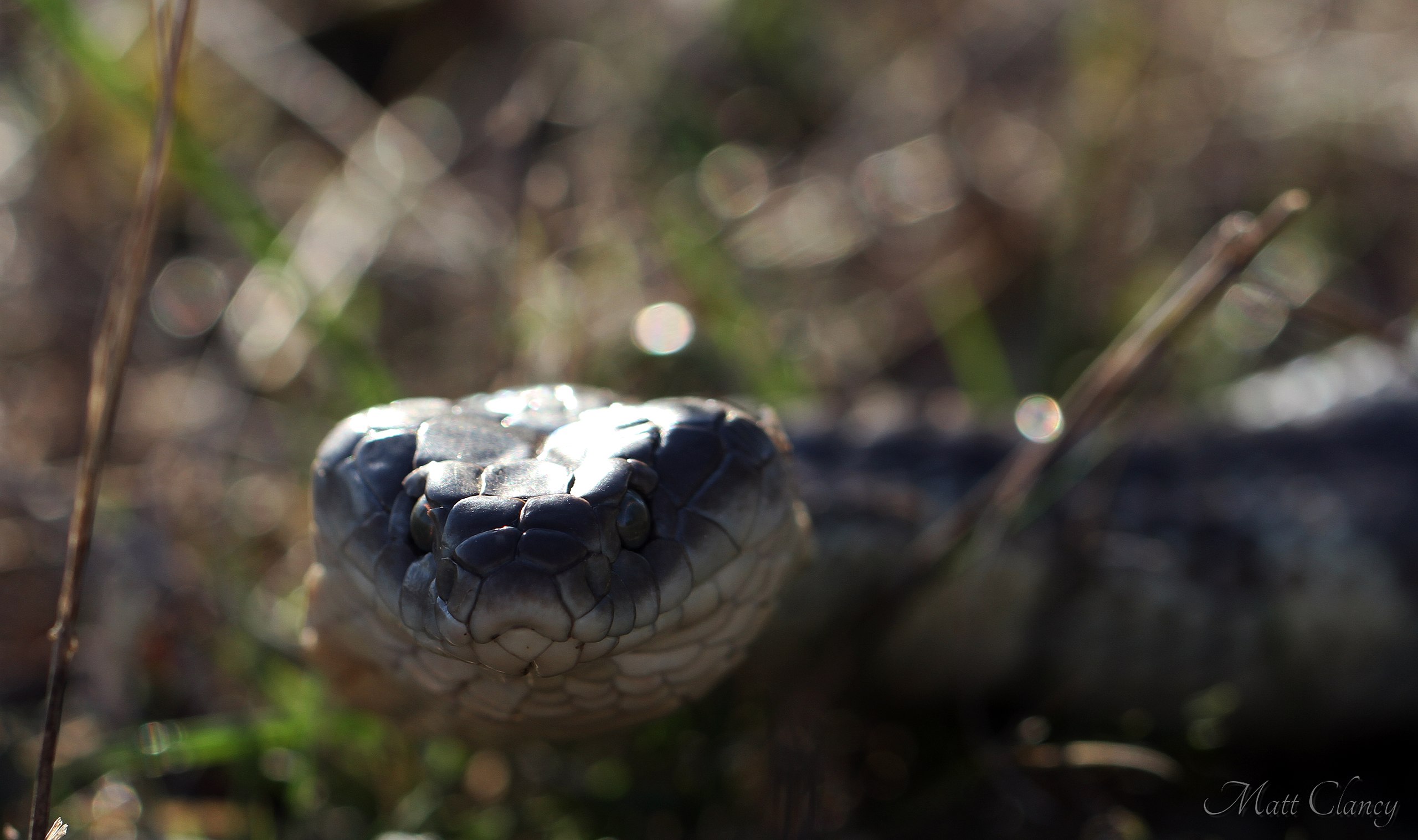 Tiger Snake Wallpapers - Wallpaper Cave