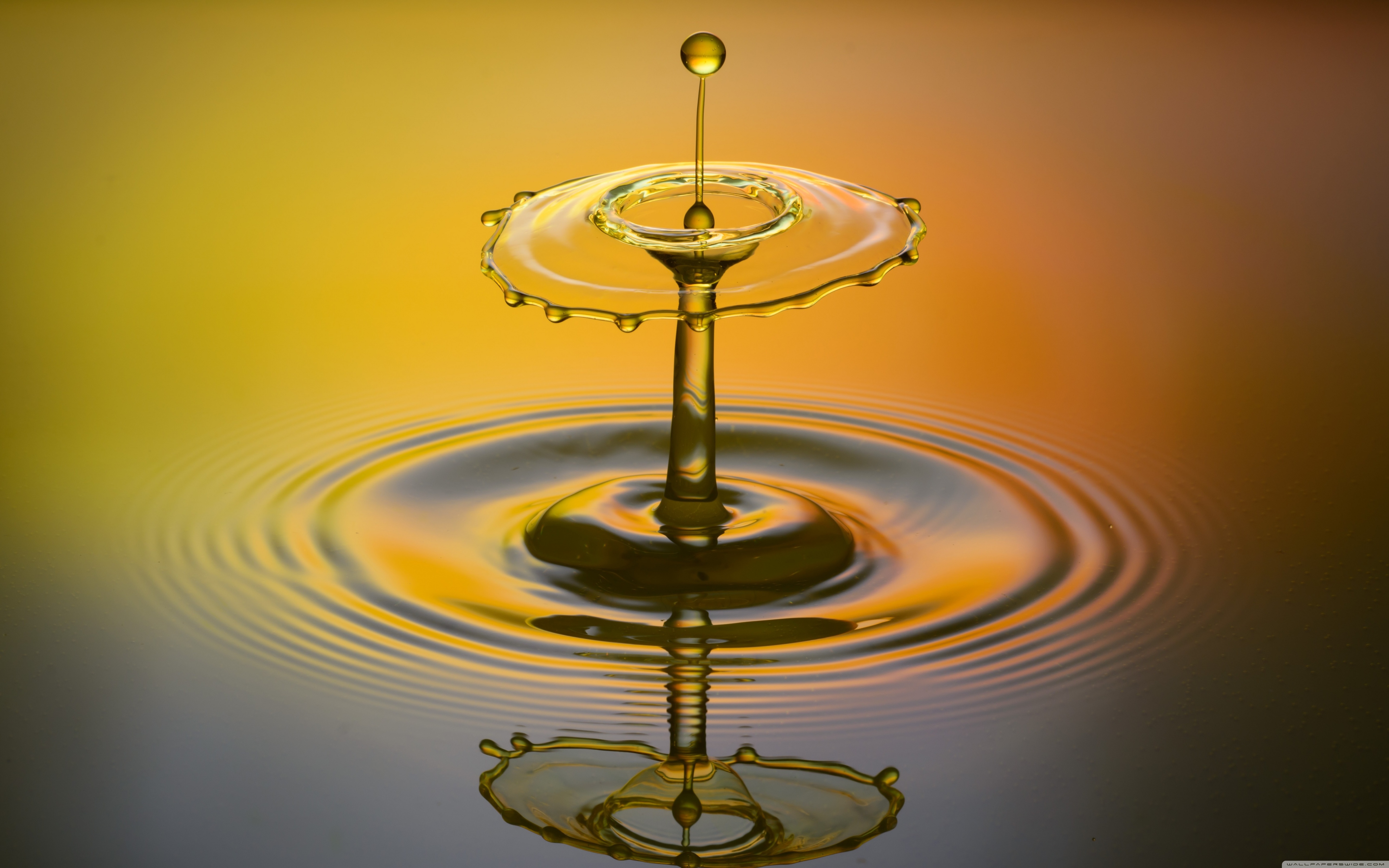 Flower Water Ultra HD Desktop Background Wallpaper for 4K UHD TV, Widescreen & UltraWide Desktop & Laptop, Multi Display, Dual Monitor, Tablet