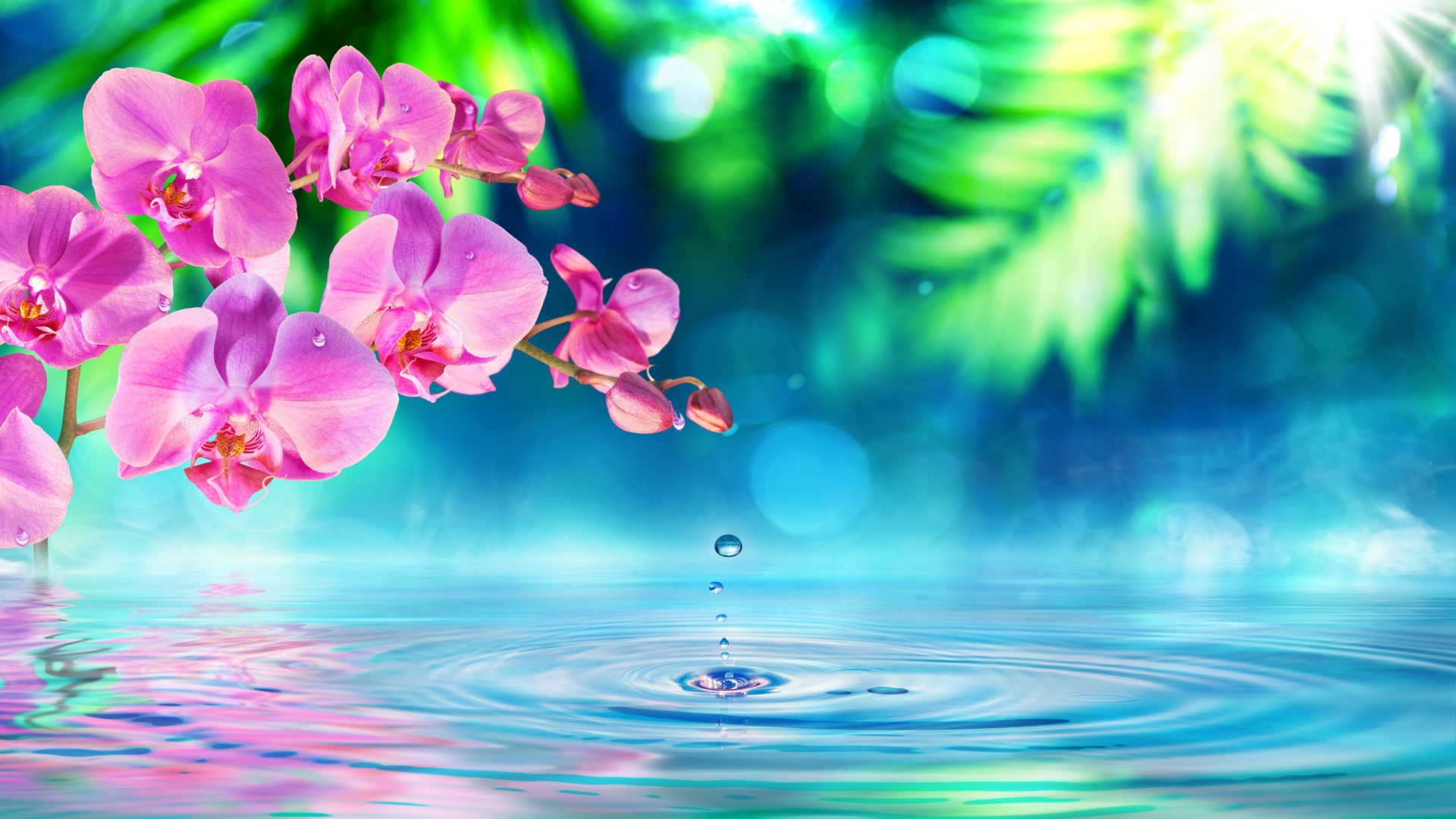 Pink Orchid Flowers Green Petals Drops Water