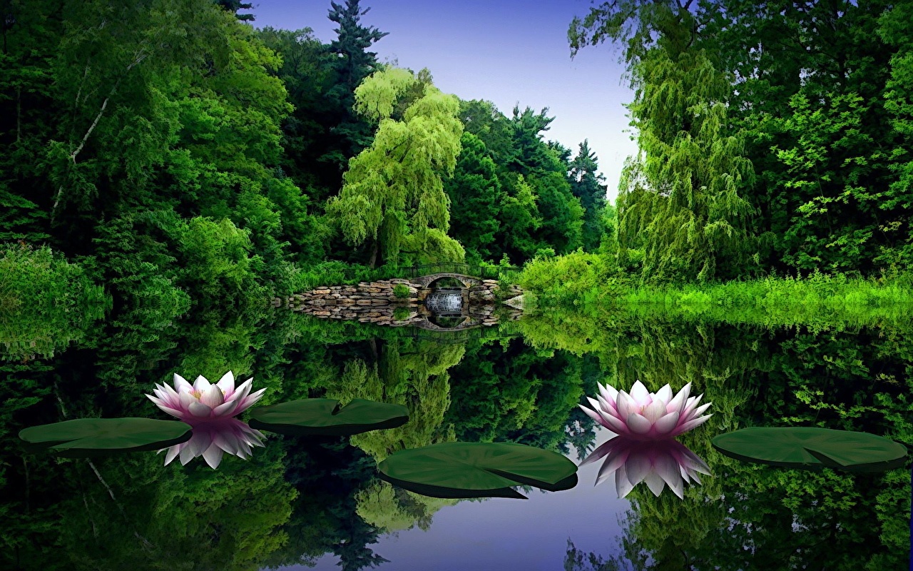 Desktop Wallpaper flower Water lilies