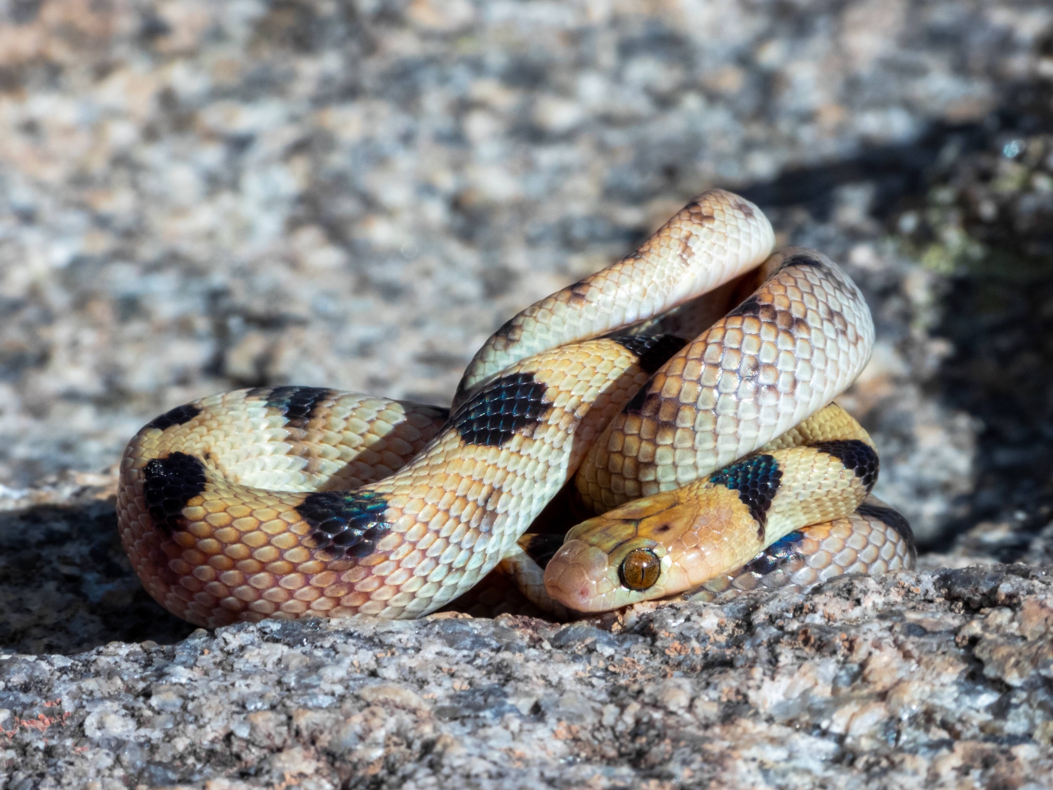 tiger snake top 10