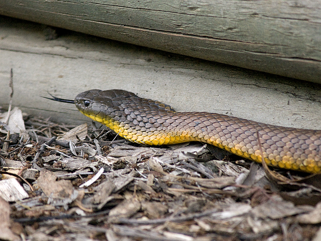 Eastern Tiger Snake (Notechis scutatus). Eastern Tiger Snak
