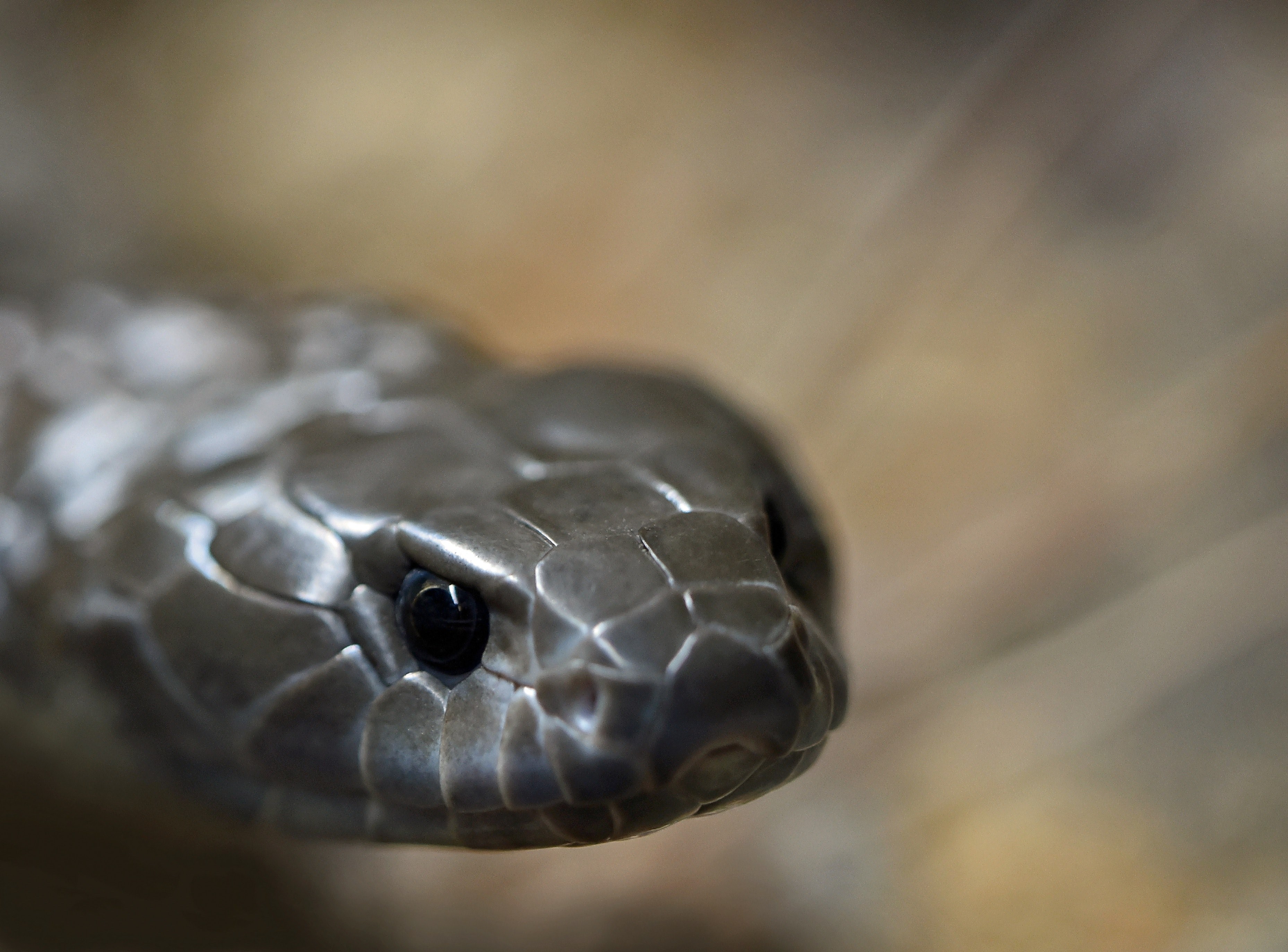 Wallpaper / tiger snake 4k wallpaper free download