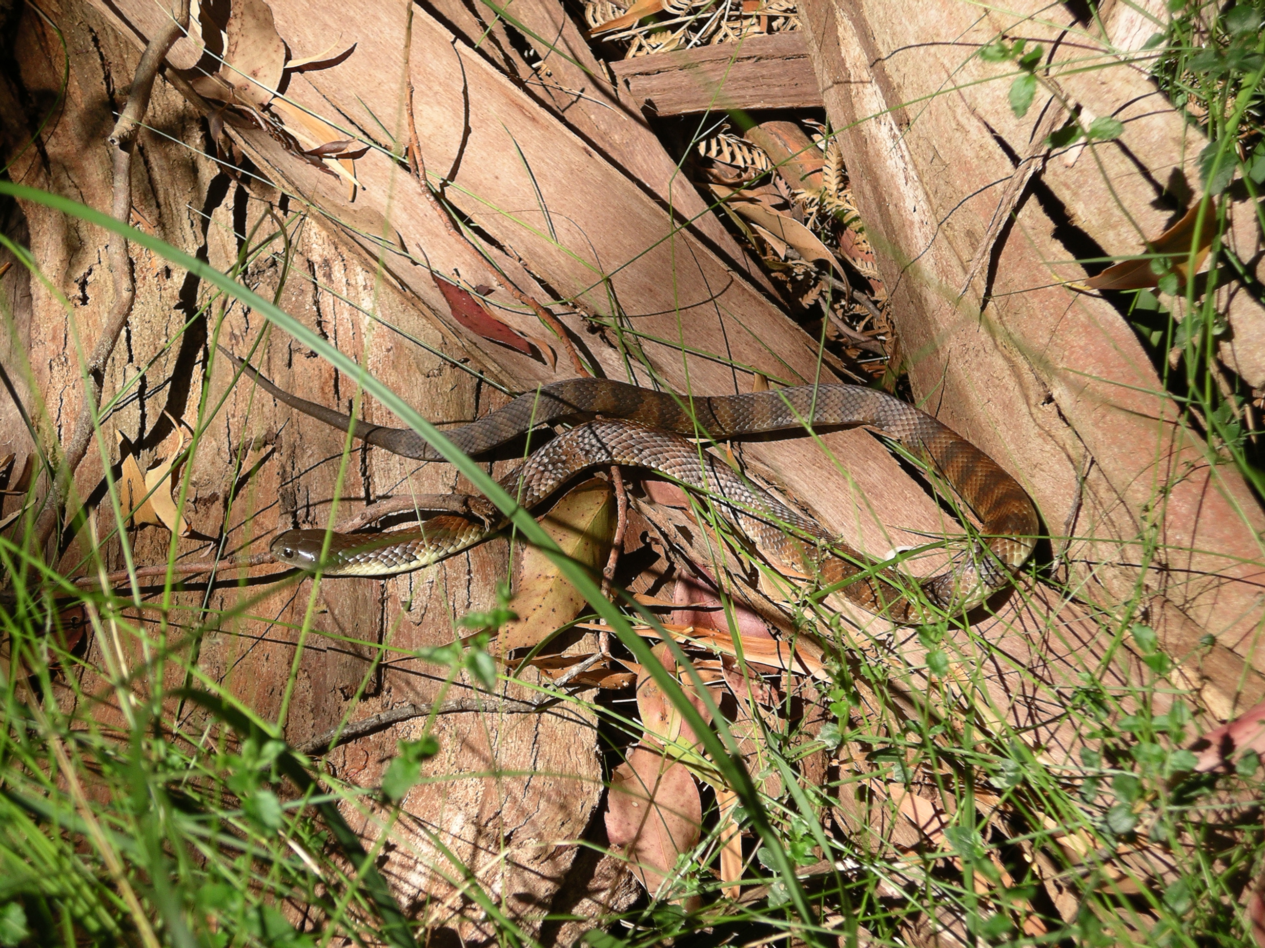 Tiger Snake Wallpapers - Wallpaper Cave