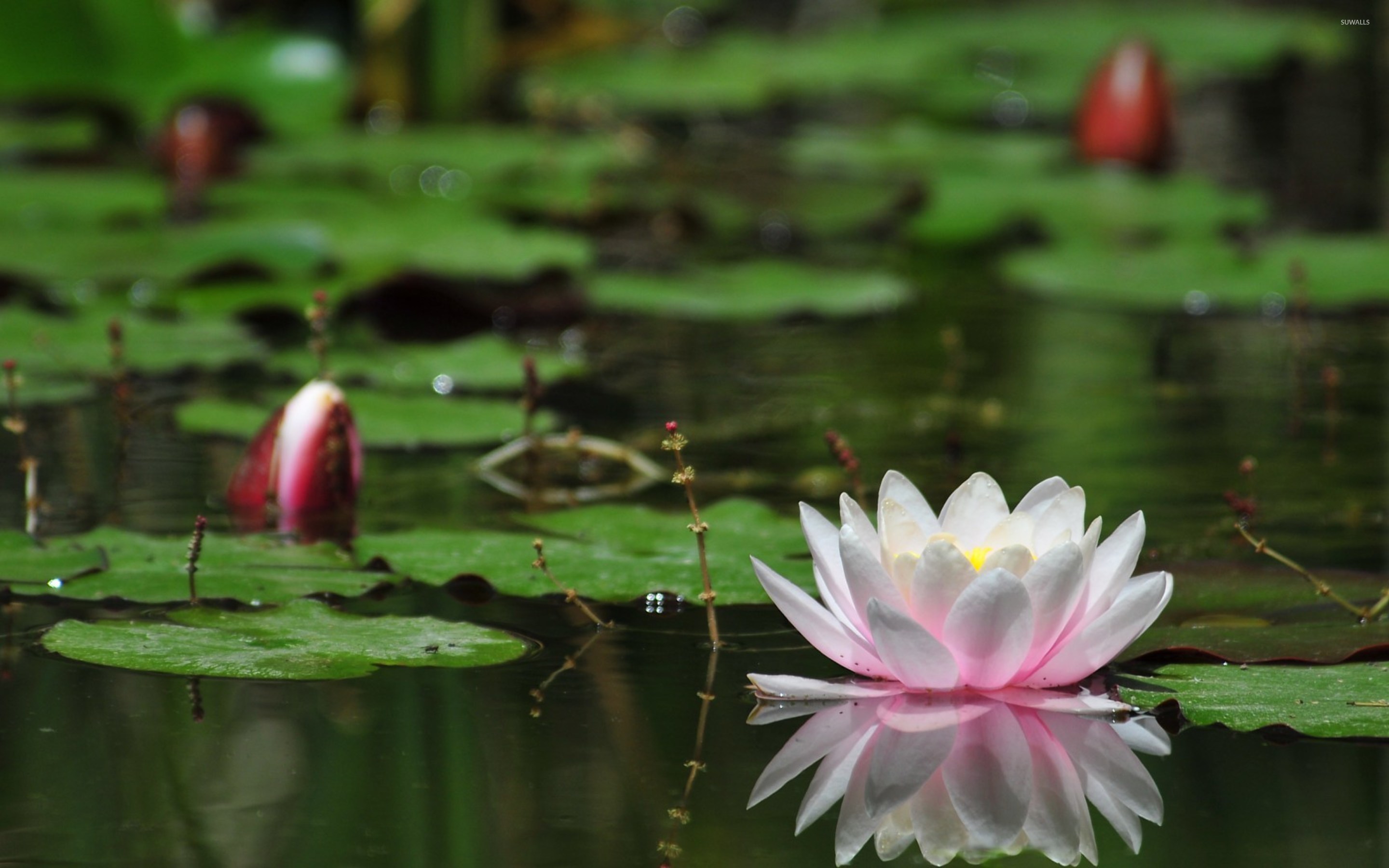 Lotus Flower Water Desktop Wallpaper Background Free Download 1800x2880, Wallpaper13.com