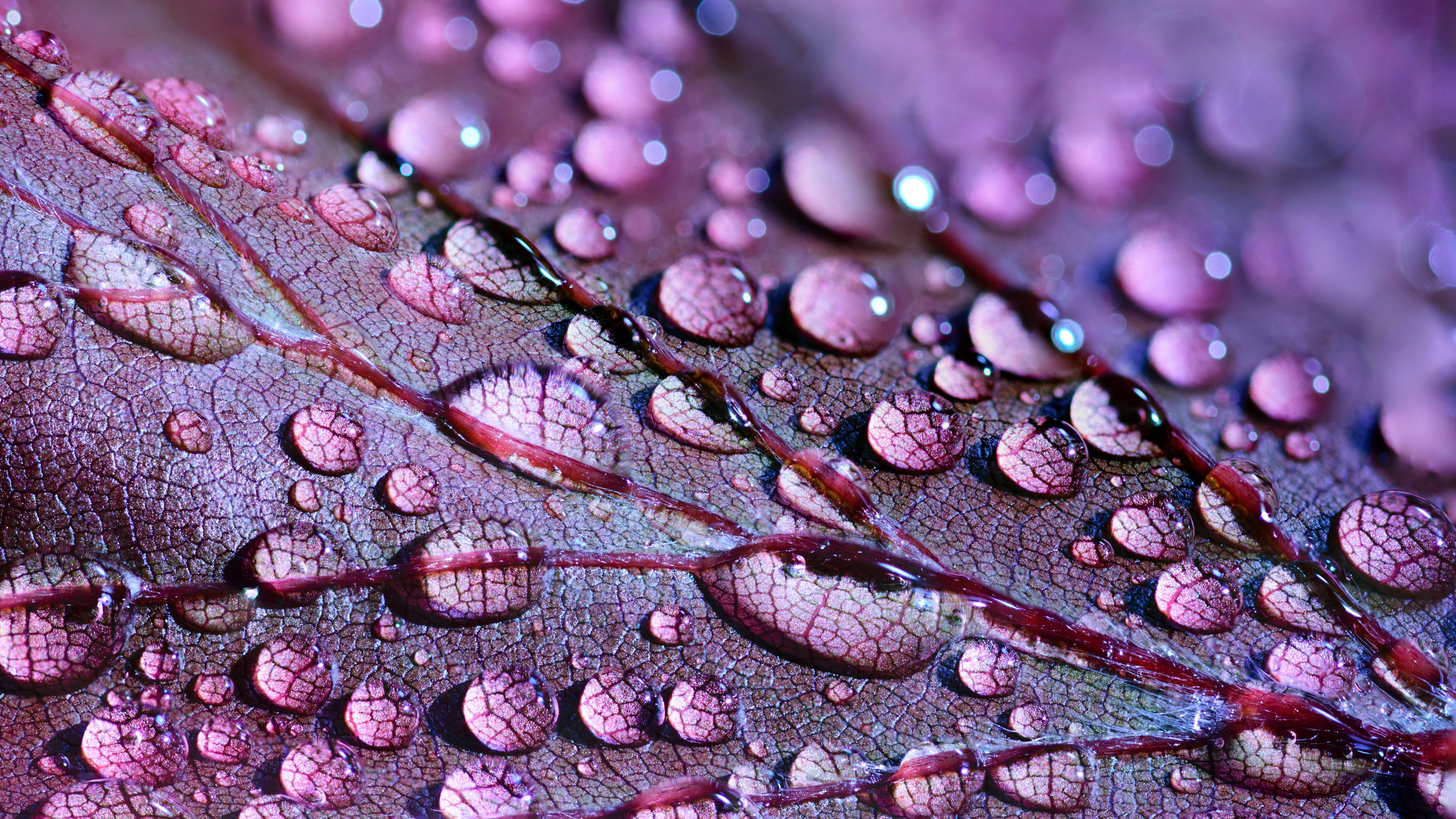 Wallpaper Water Drops, Leaves, 4K, 5K, Nature