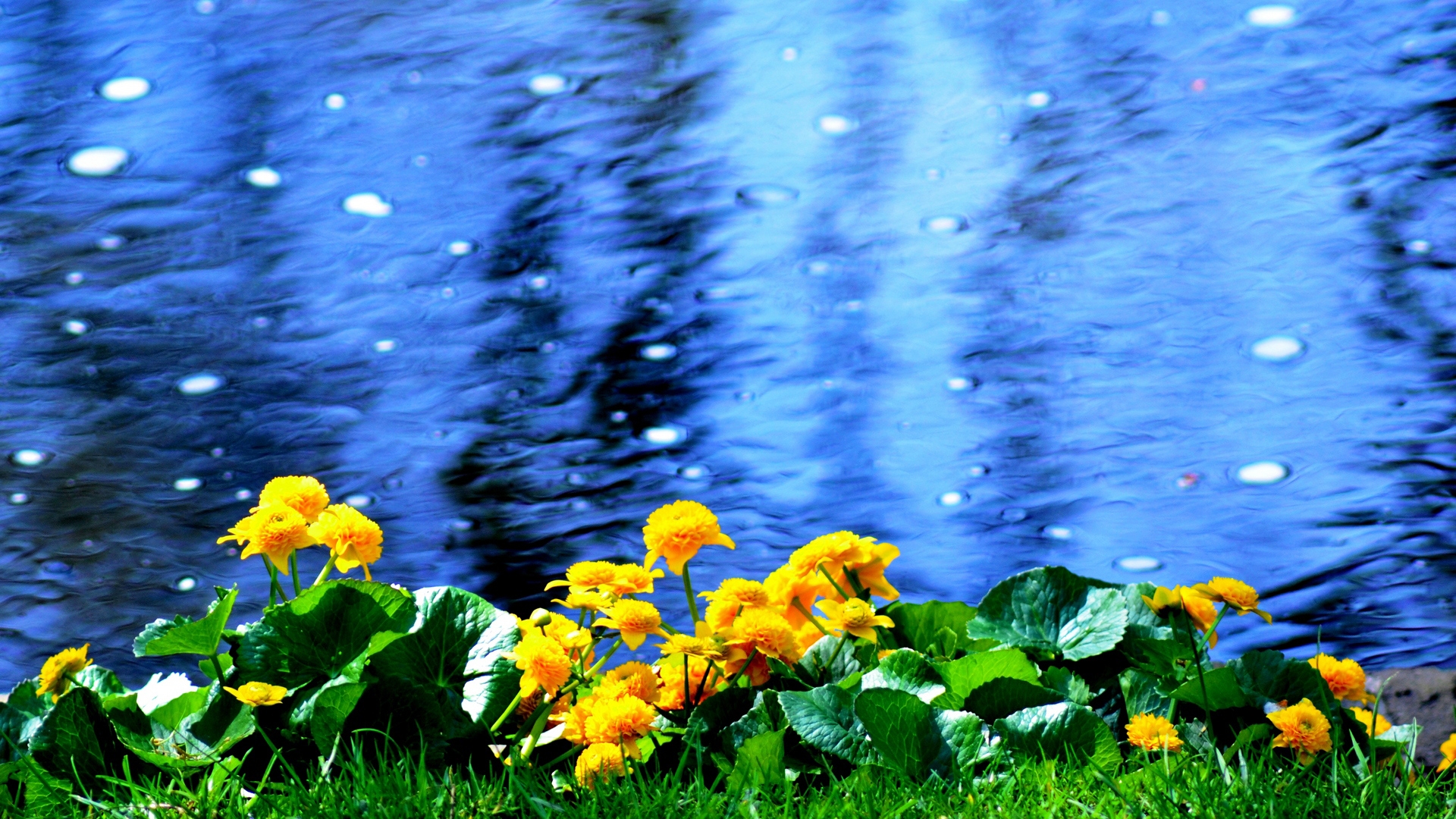 Wallpaper, flowers, beach, nature, water 1920x1080