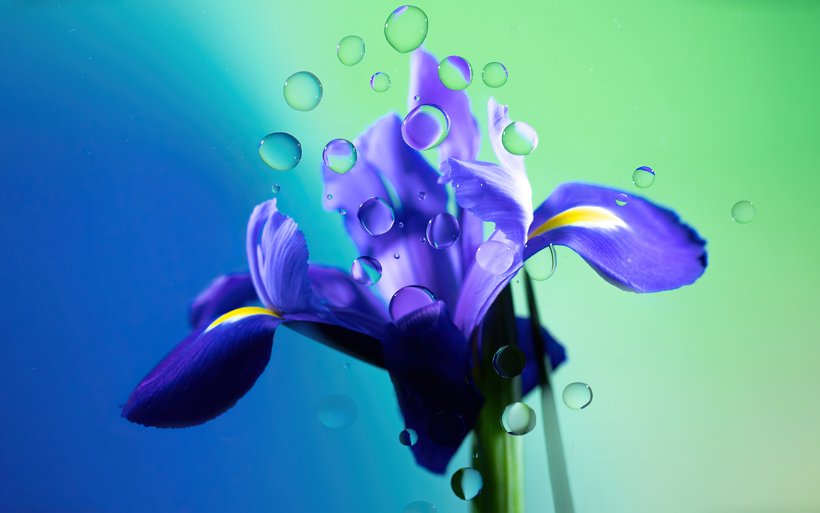 Iris flower Wallpaper 4K, Purple Flower, Flowers