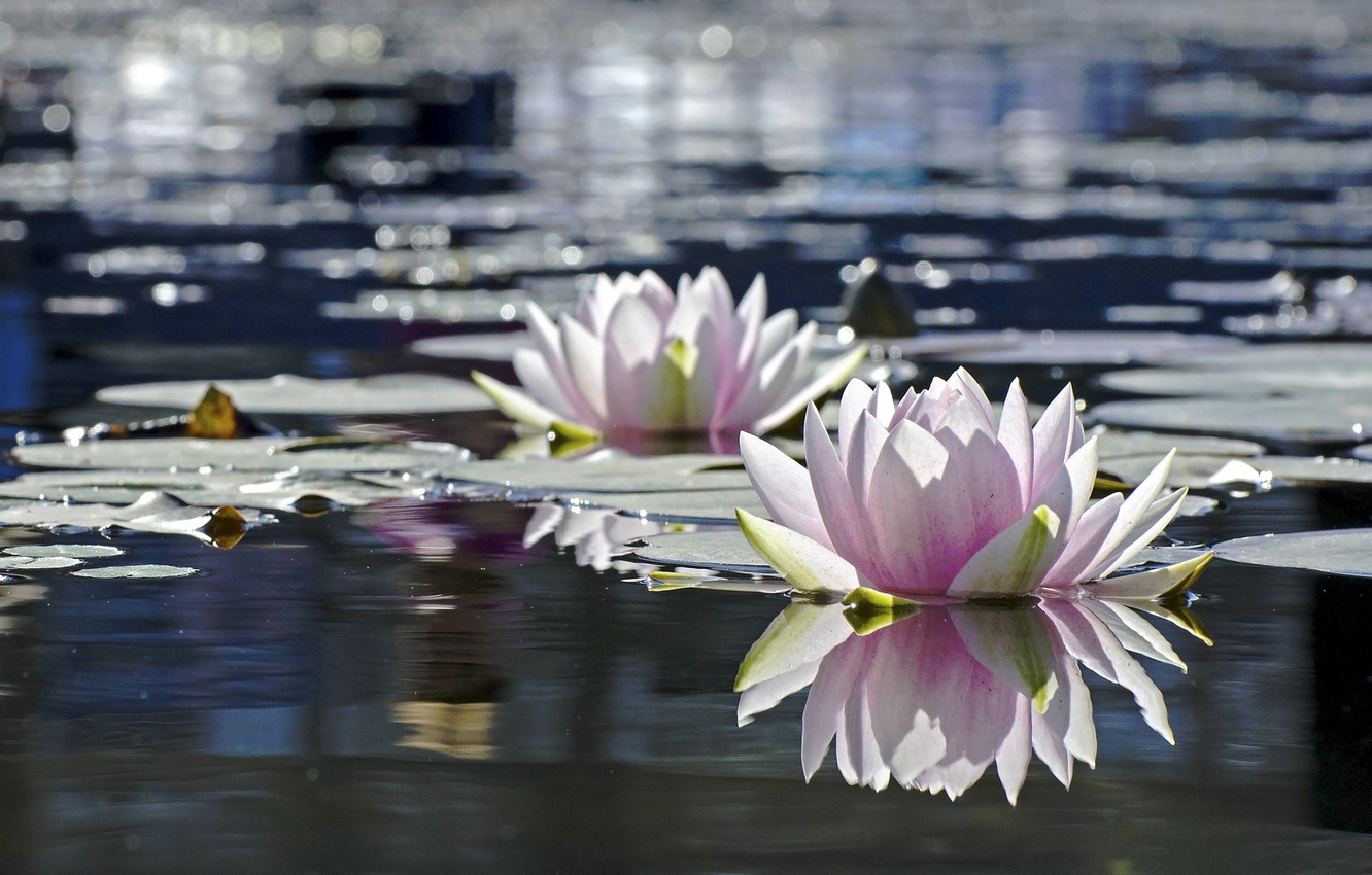 Flowers In Water Wallpapers - Wallpaper Cave