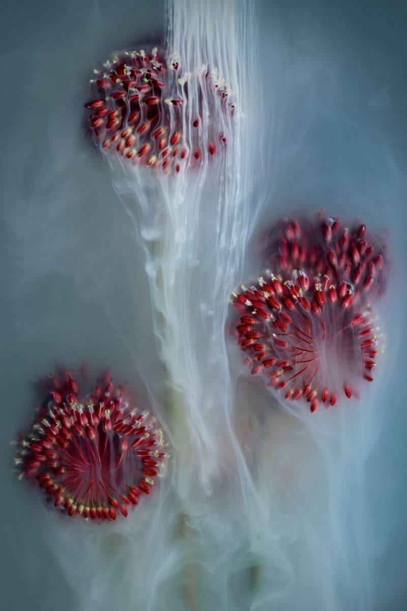 Water Photo by Robert Peek Reveal Mystical Flower Bouquets on Thursd