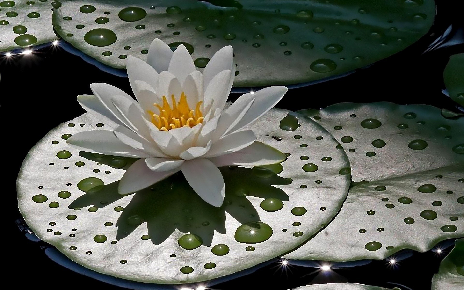 flowers water lilies plants water leaves Gallery HD Wallpaper