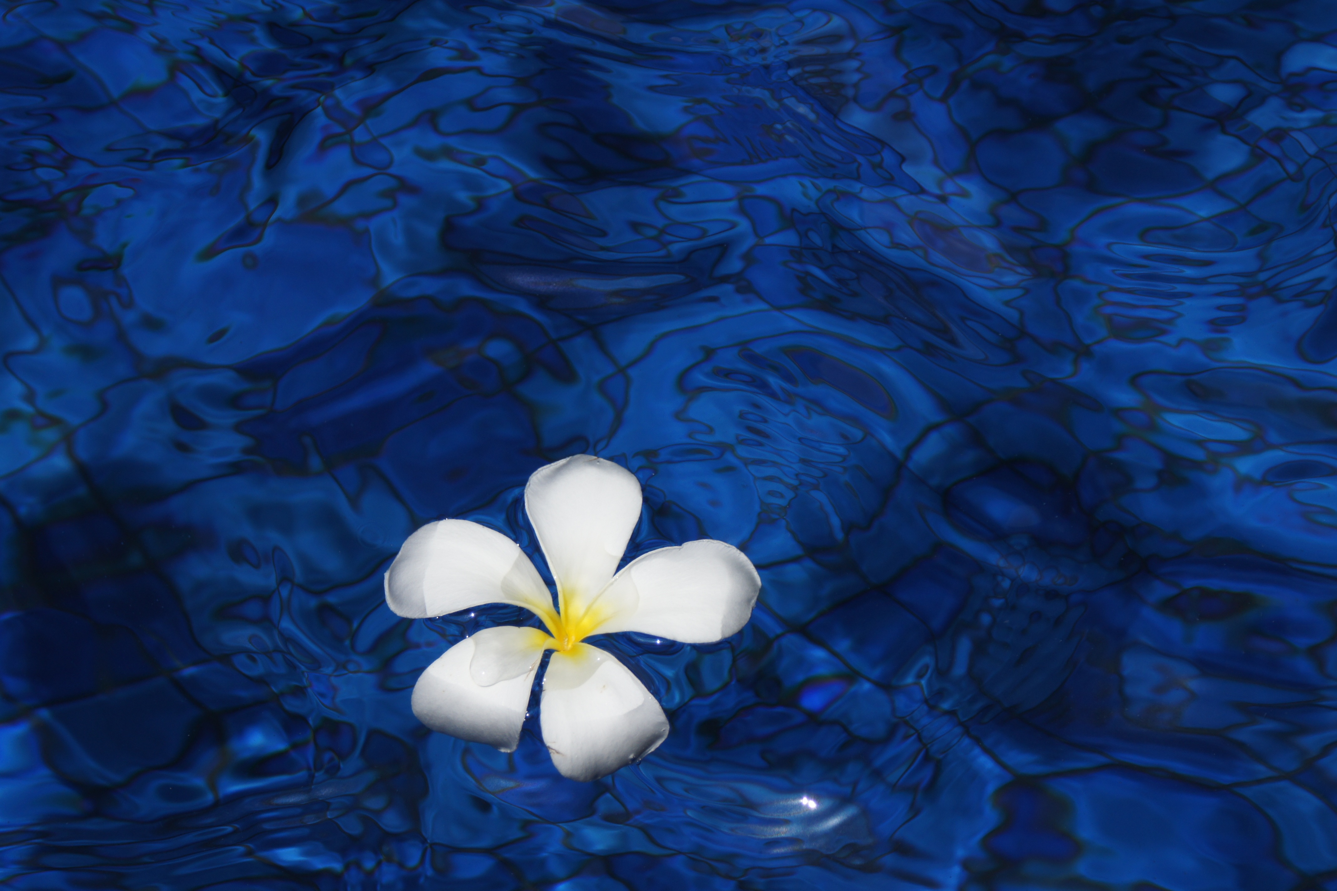 Wallpaper 4k Plumeria Flower Water 4k Wallpaper