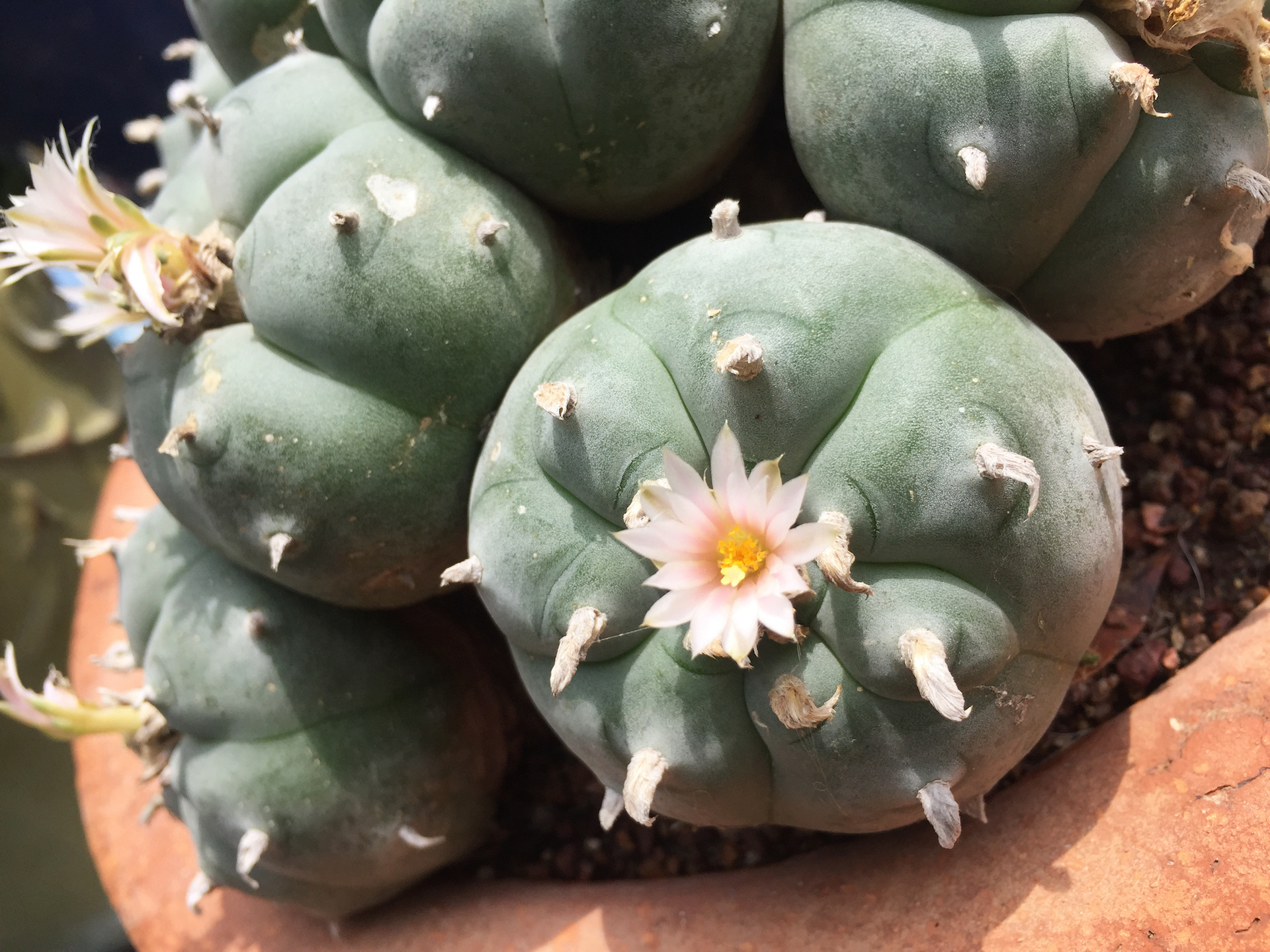 What Is Peyote Mescaline?