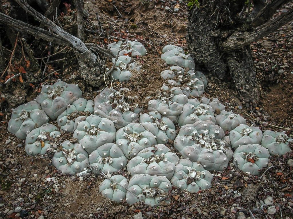 Explorer's Guide: Picking Peyote of the Mind