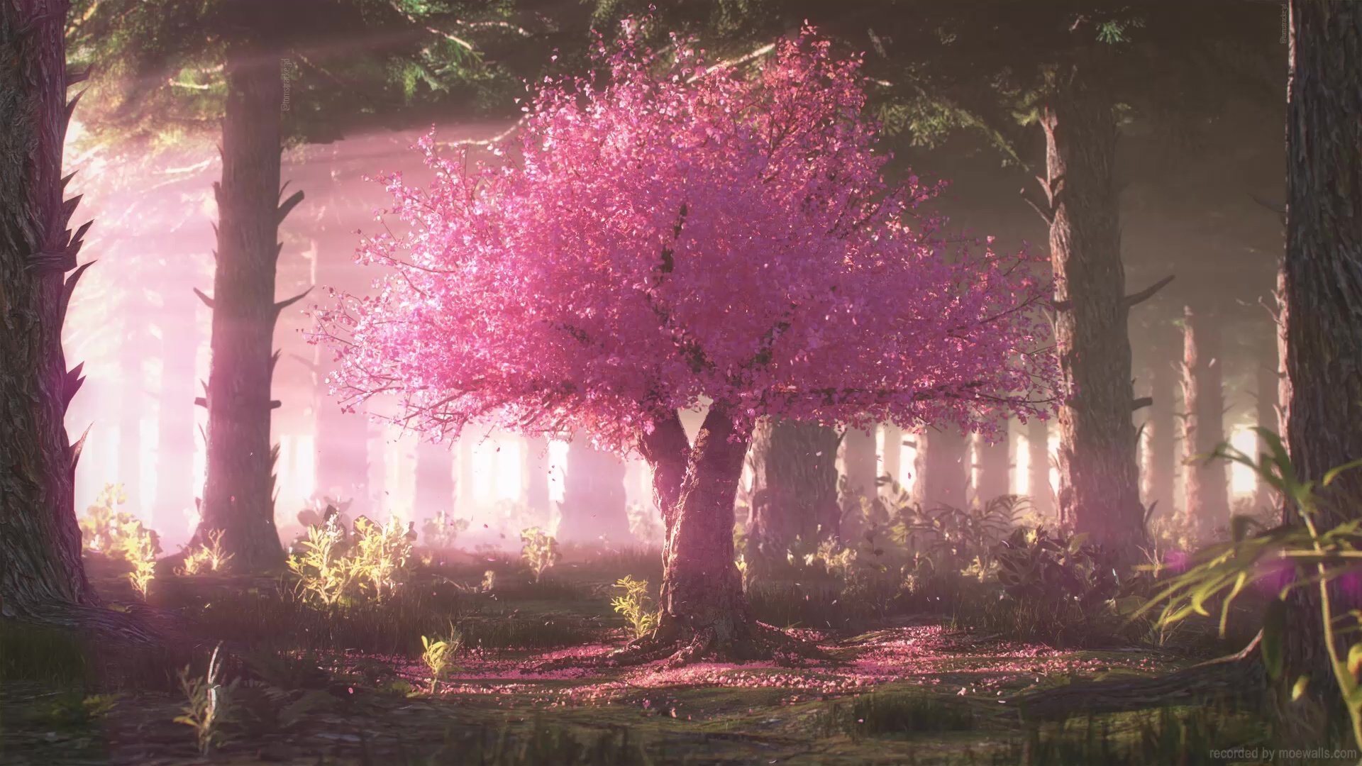 Cherry Blossom Tree In A Forest Live Wallpaper