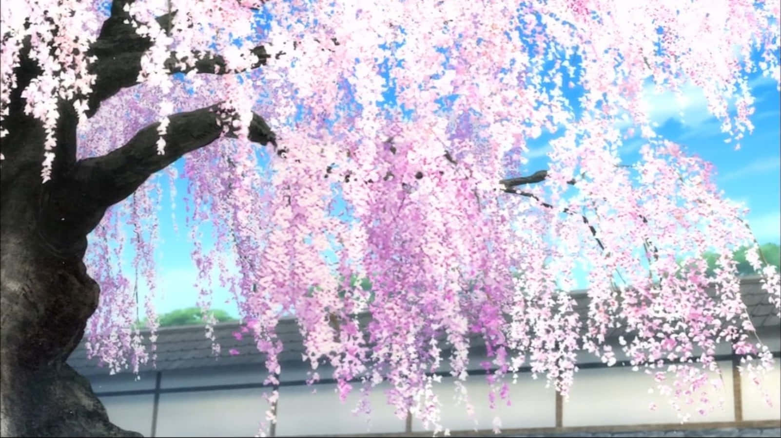 Download Sakura Anime Cherry Blossom Tree Illustration Wallpaper