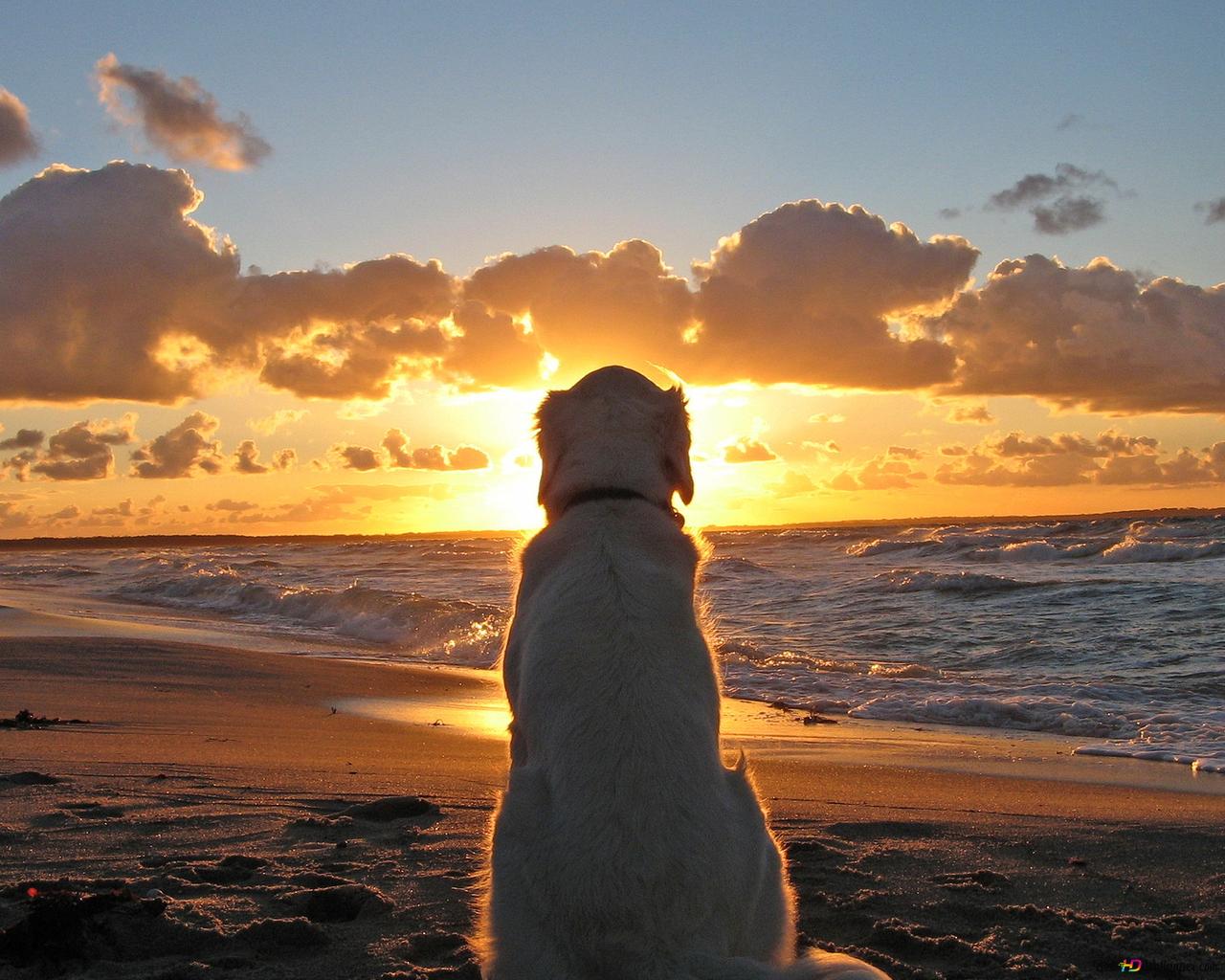 Dog in the beach HD wallpaper download