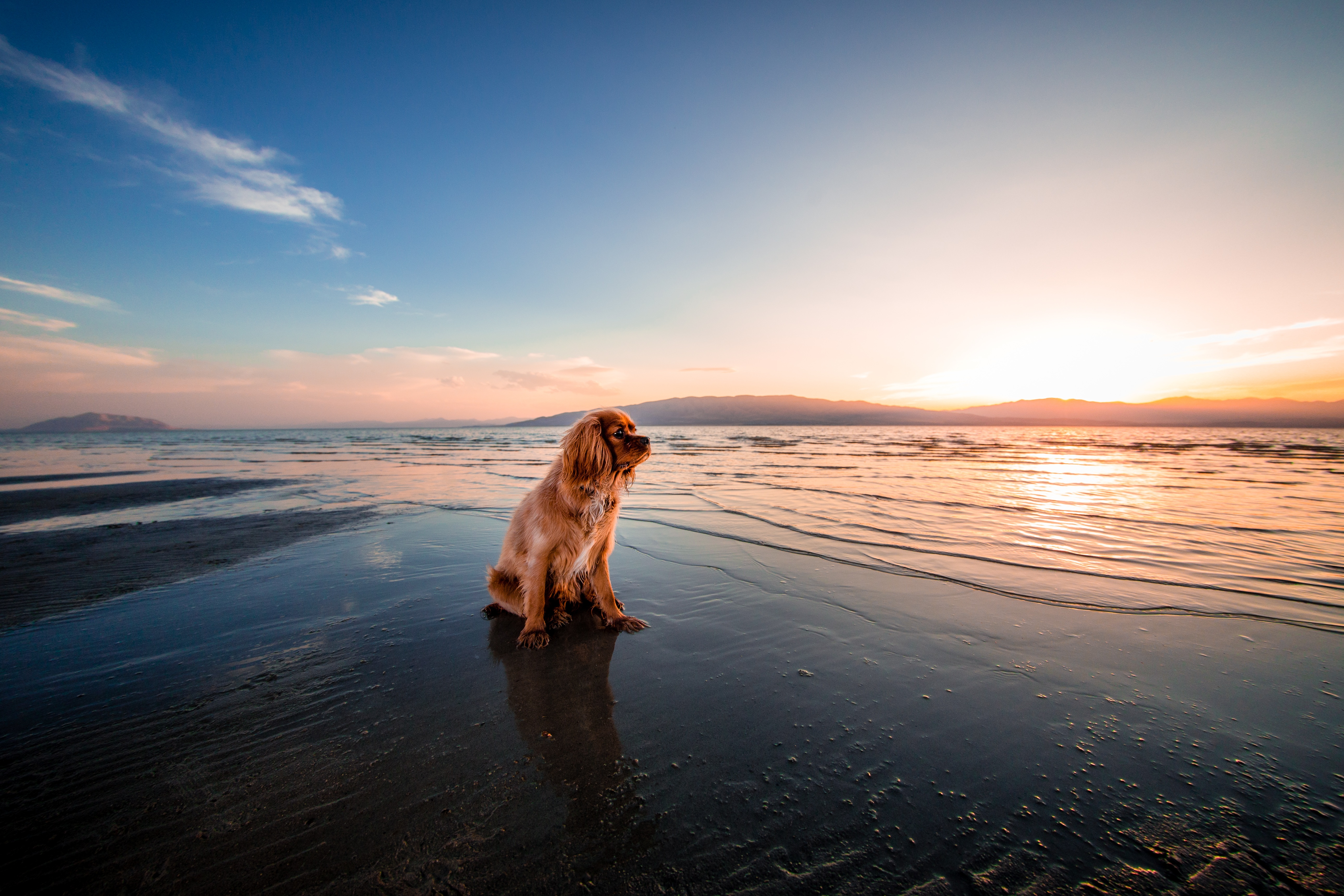 Seashore, Beach, Dog, 5K, Dusk Gallery HD Wallpaper