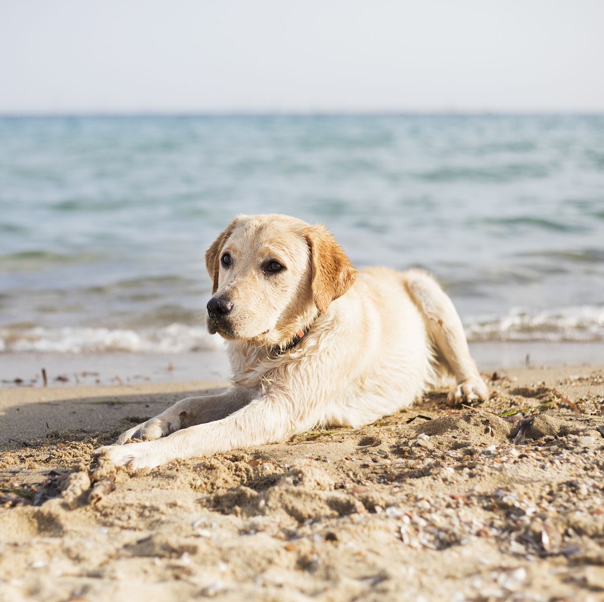 Dog Owners Could Face A £100 fine For Taking Their Dog To Beaches In The UK