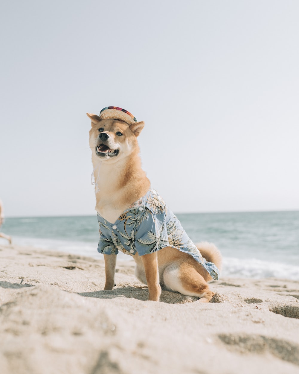 Dog On Beach Picture. Download Free Image
