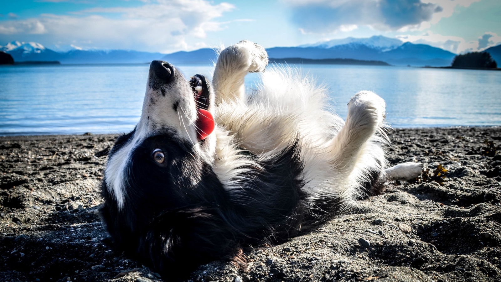 Black and white dog lies on his back on the beach Desktop wallpaper 1600x900