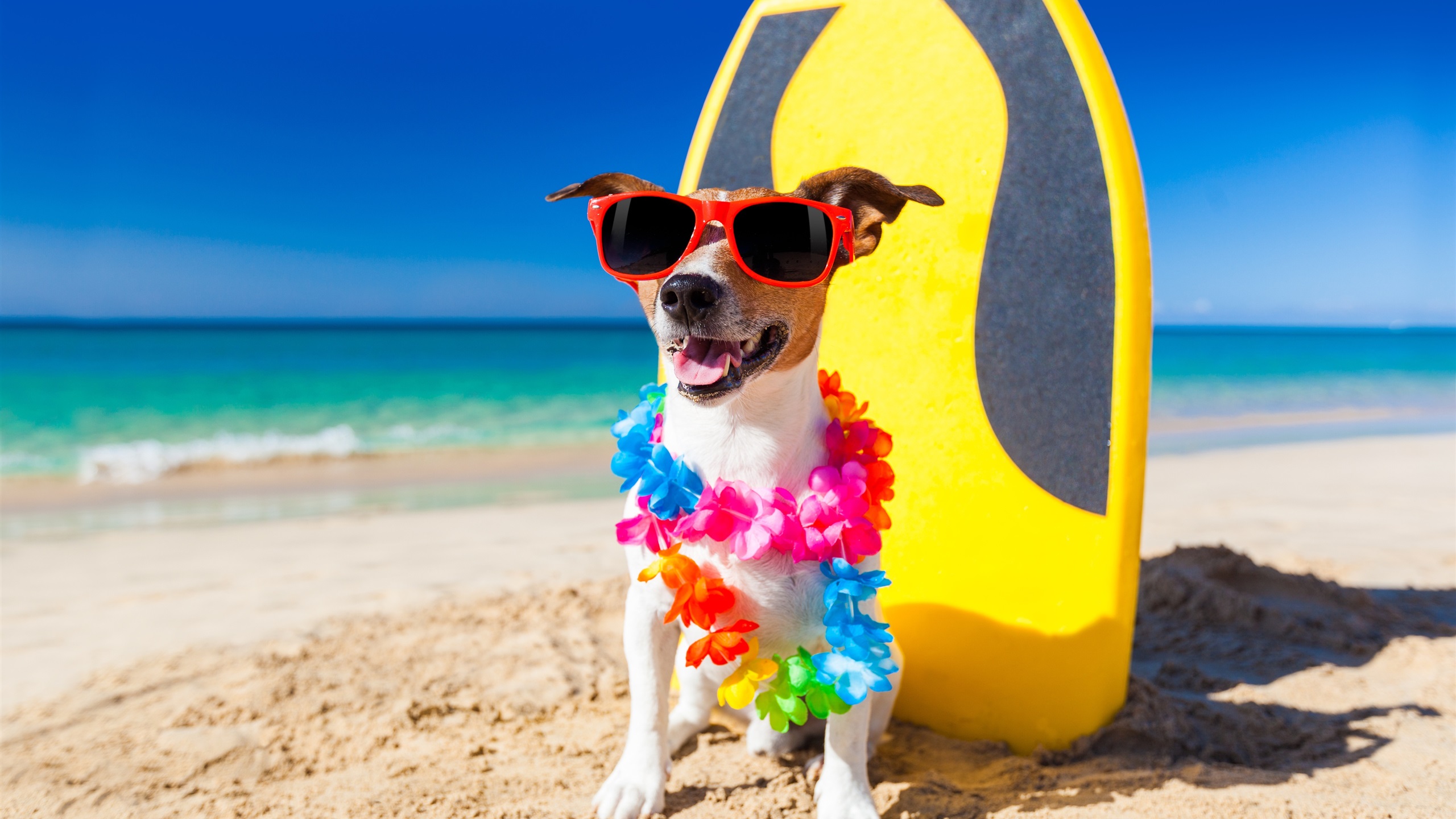 Wallpaper Funny dog, sunglasses, beach, sands 3840x2160 UHD 4K Picture, Image