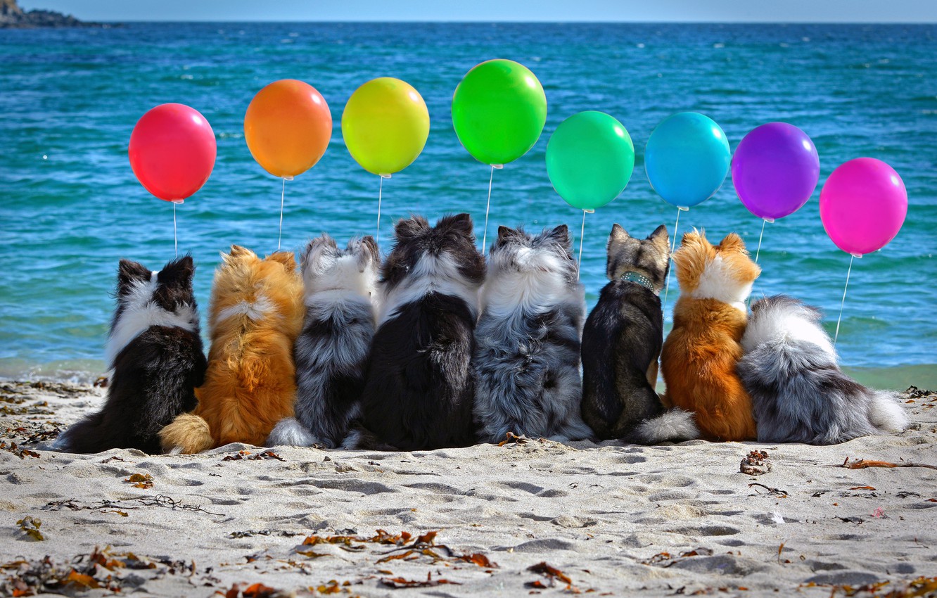 Wallpaper sand, sea, dogs, beach, mood, balls, company, colorful, balloons image for desktop, section собаки