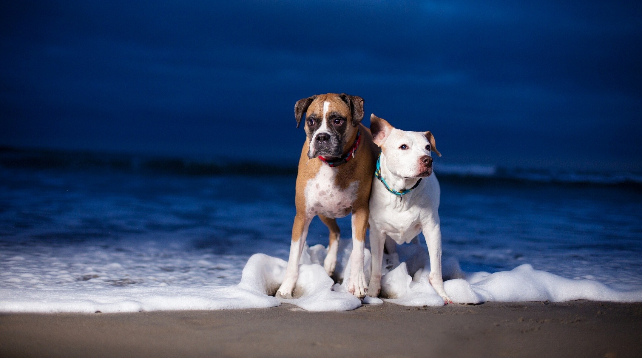 Beach animals dogs wallpaperx1200