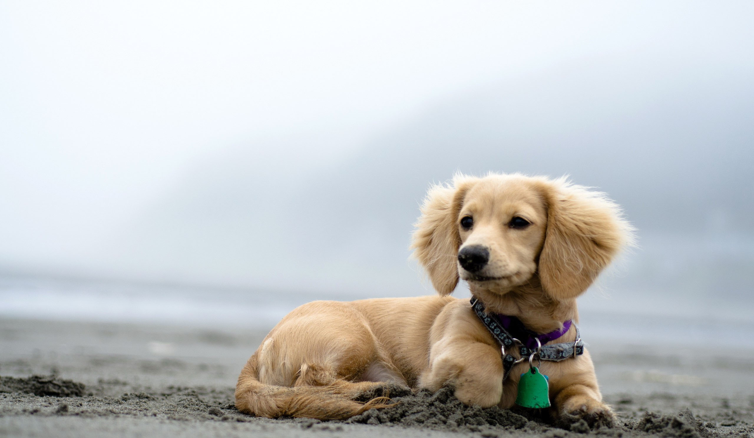 Pet On The Beach Wallpaper HD / Desktop and Mobile Background