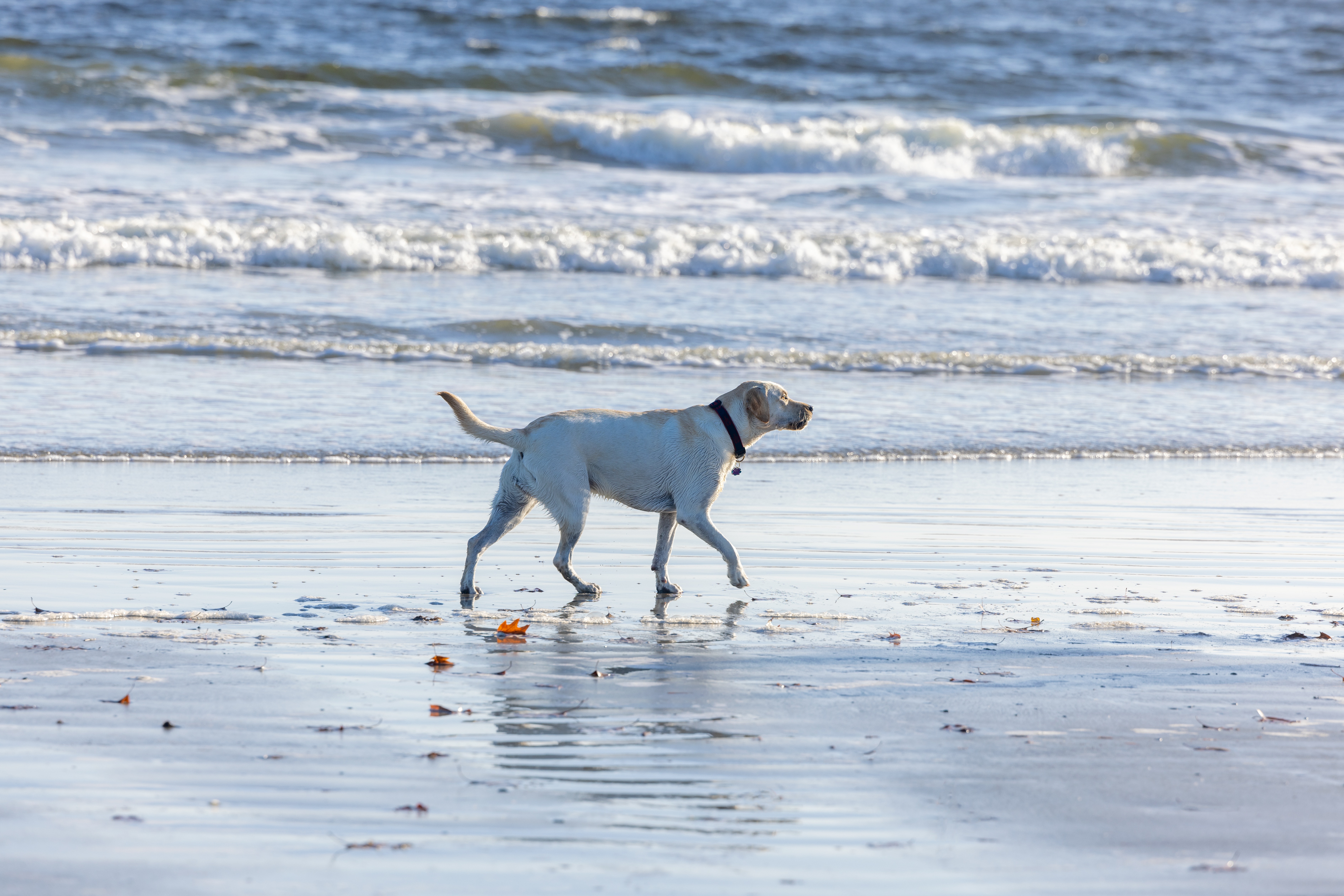 People Walking with Dogs on the Beach · Free