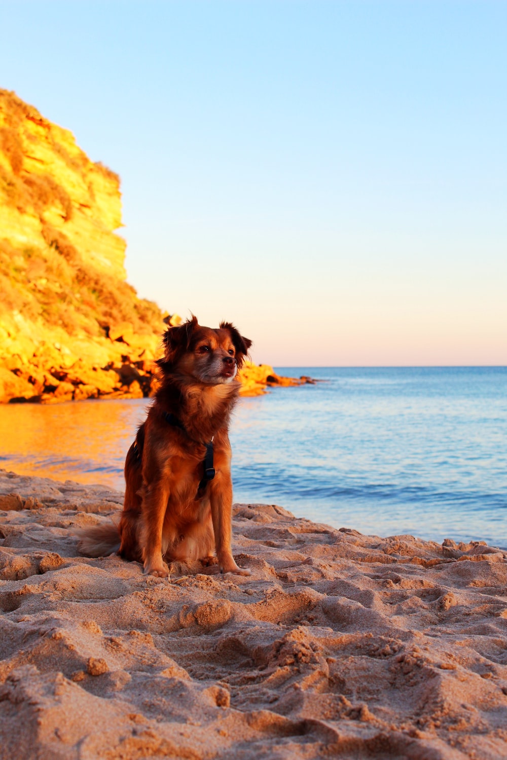Short Coated Tan Dog On Seashore Photo